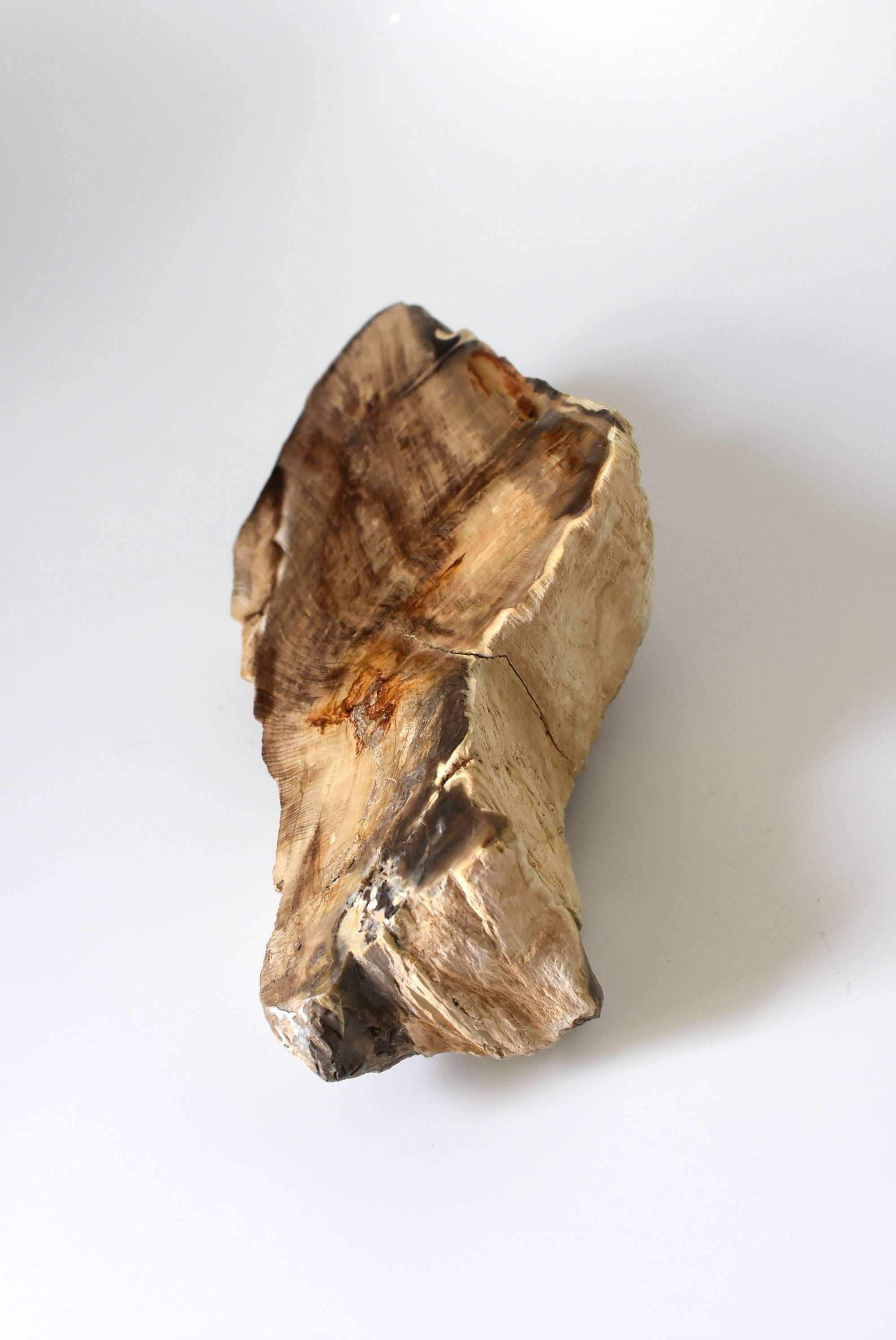 petrified bark