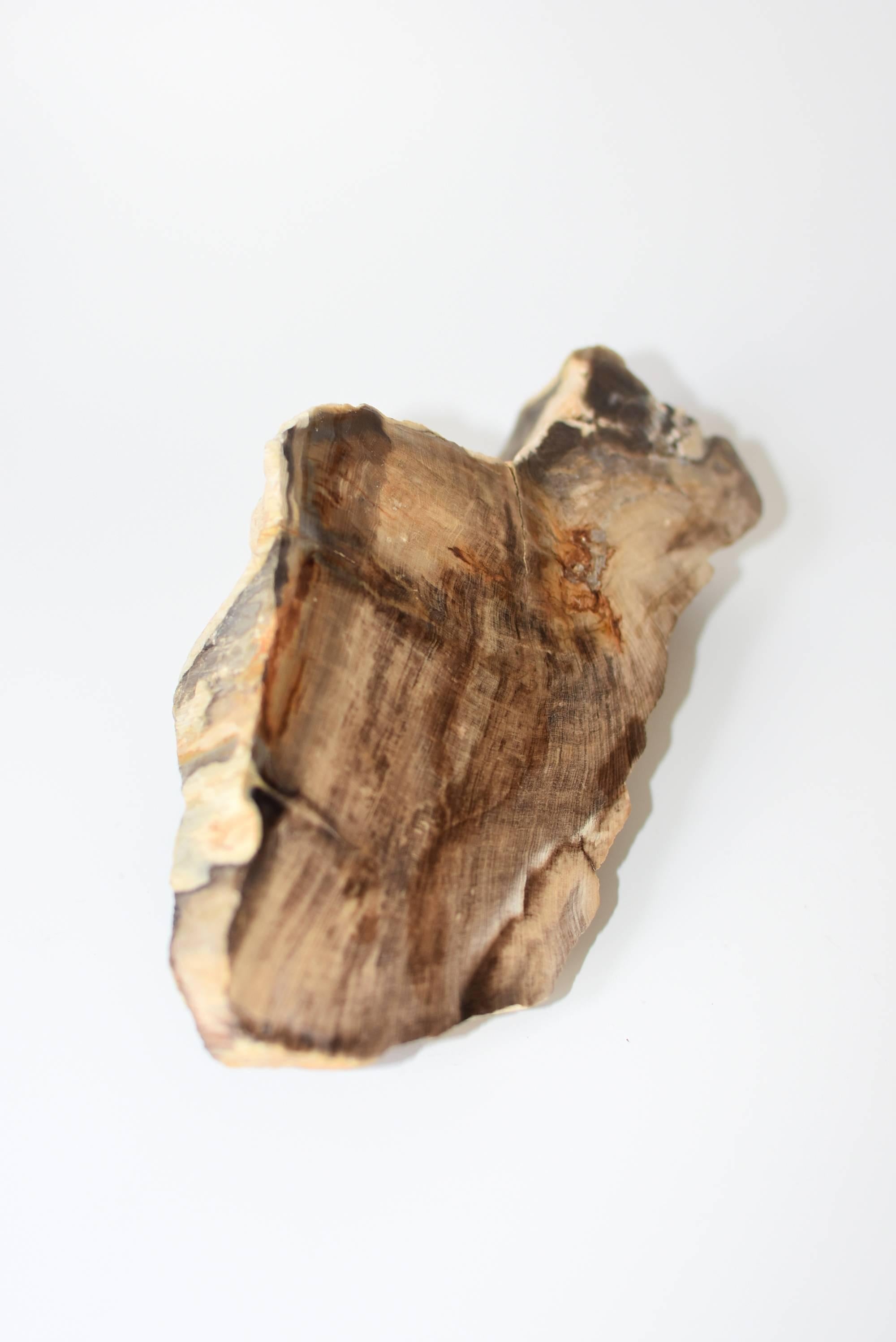 Indonesian Petrified Wood Specimen For Sale