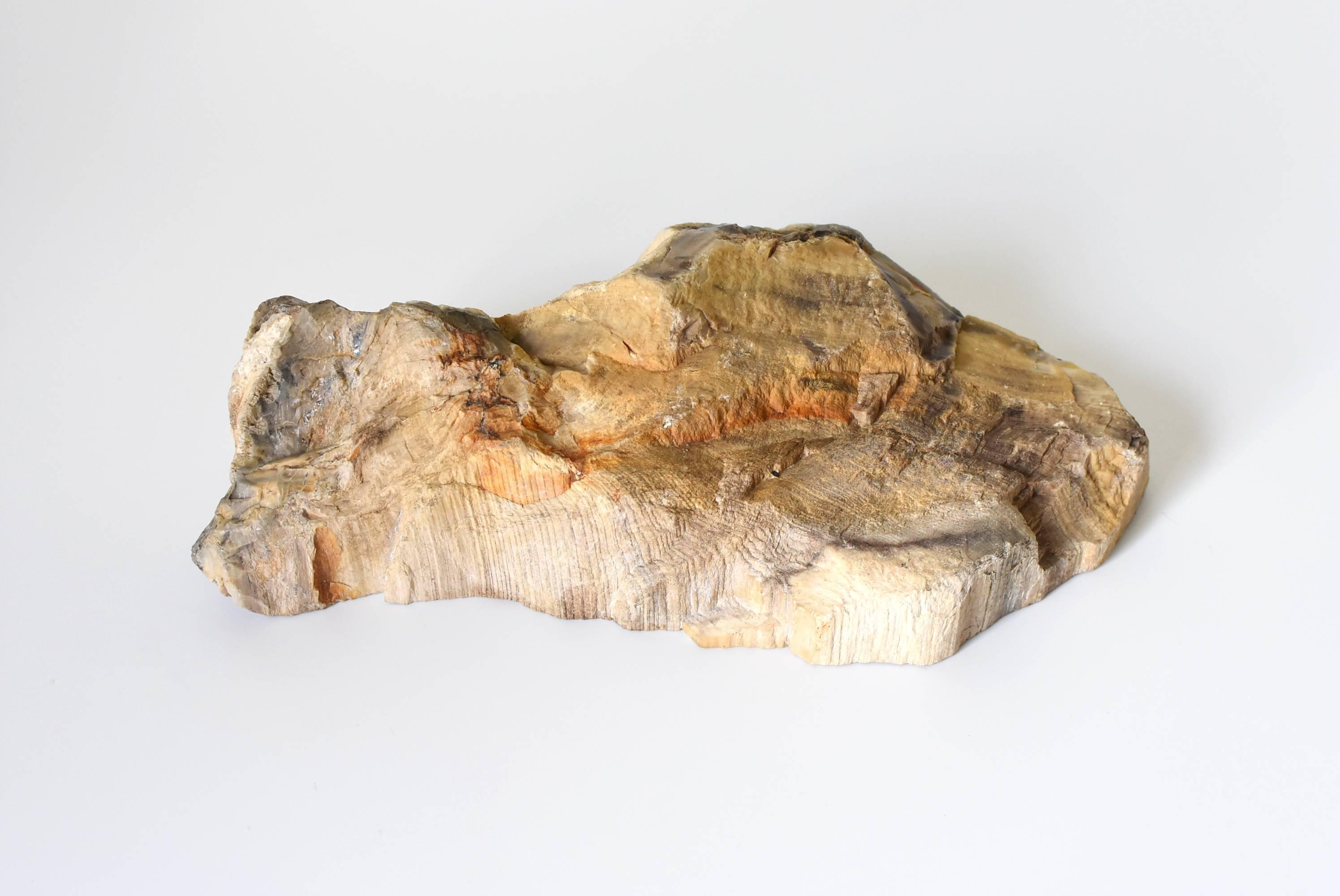 Petrified Wood Specimen In Good Condition For Sale In Somis, CA