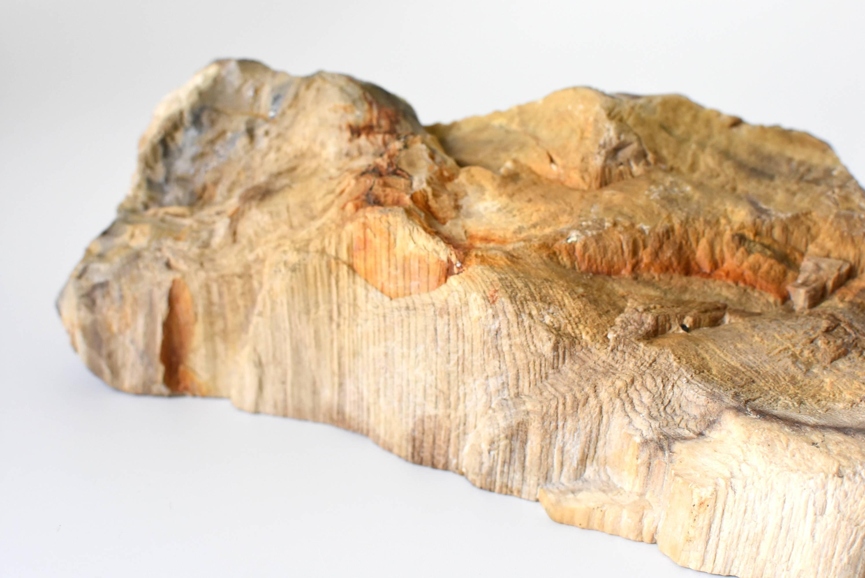 18th Century and Earlier Petrified Wood Specimen For Sale