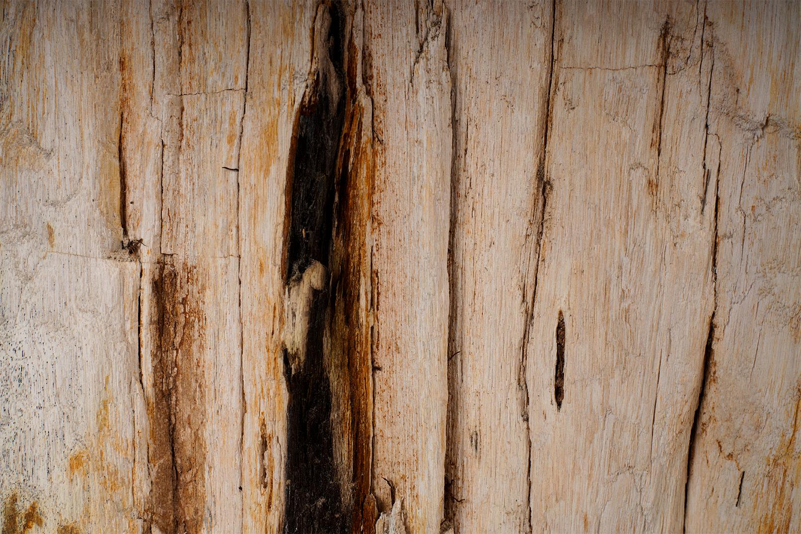 Petrified Wood Stump Side Table 1