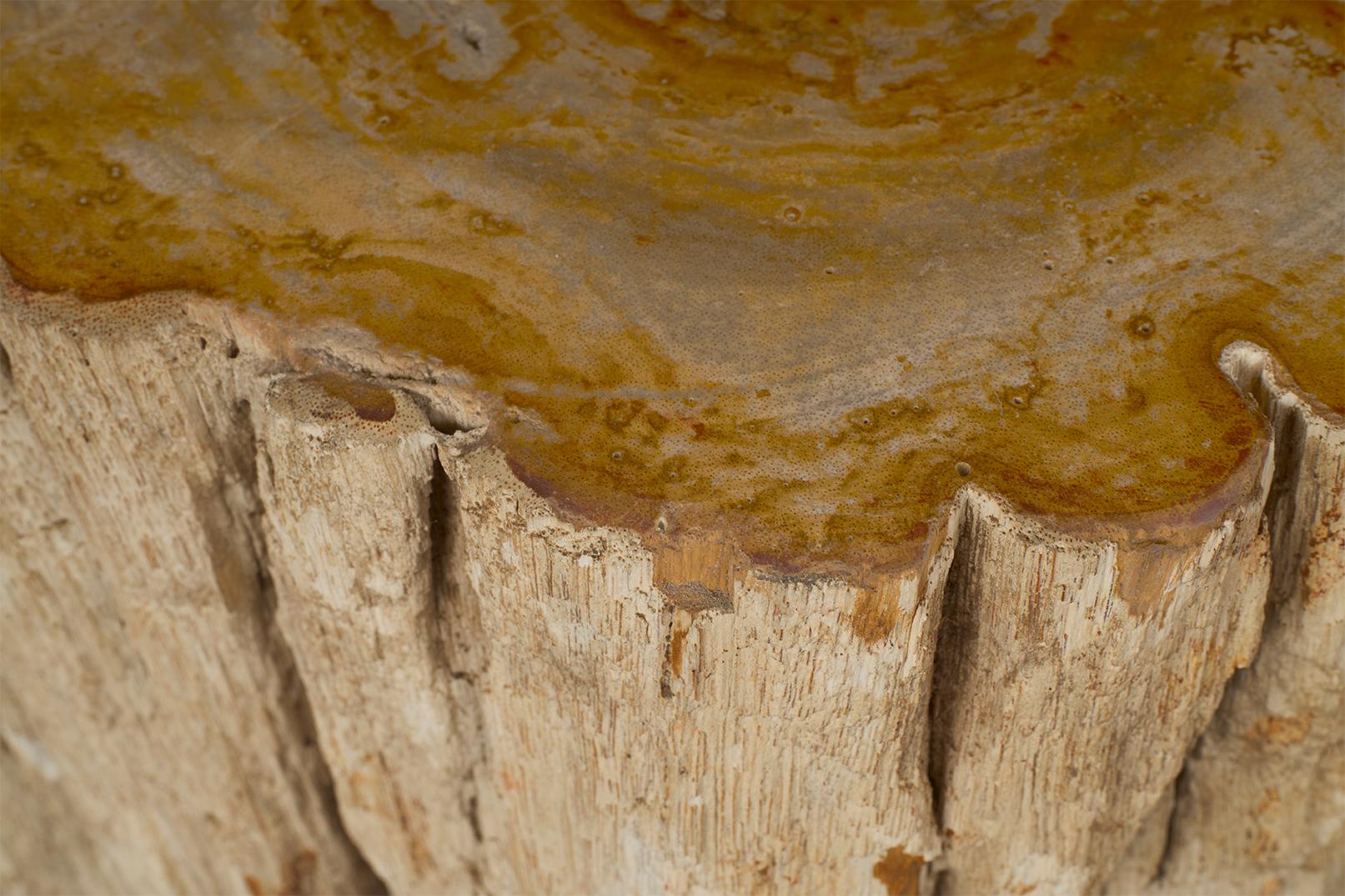 Petrified Wood Stump Side Table 1