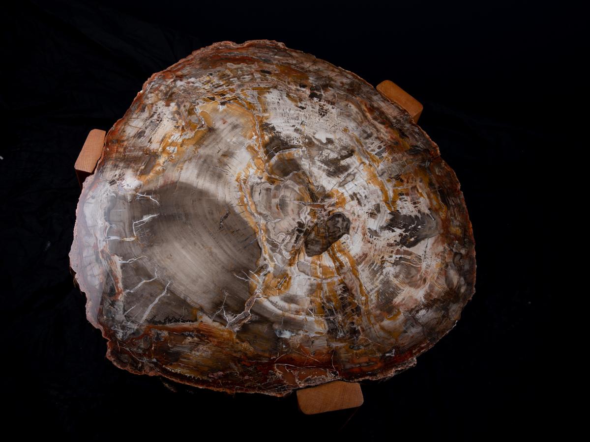 Versteinerte Holzscheibe von 225 Millionen Jahren auf Holzsockel.
Versteinertes Holz entstand vor 225 Millionen Jahren in Arizona während der Triaszeit und ist viermal so hart wie Granit und sehr farbenfroh, was auf die Wirkung von Verunreinigungen