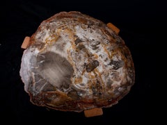 Petrified Wood Table