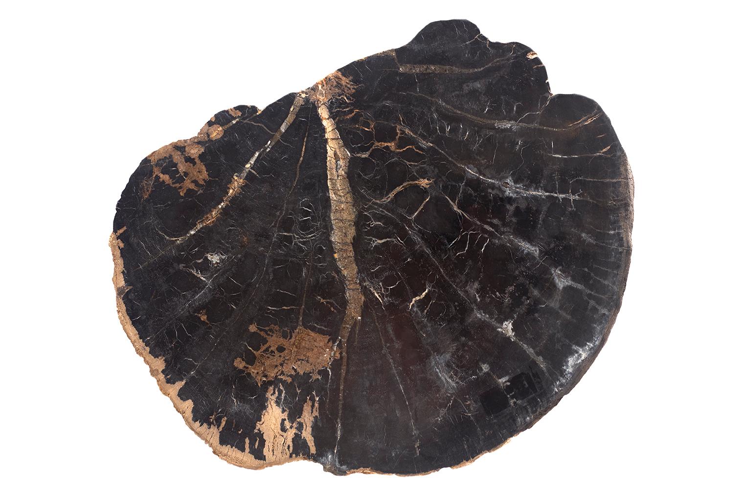 Petrified Wood Top on Free-Hand Ebonized Steel Base End Table For Sale 5