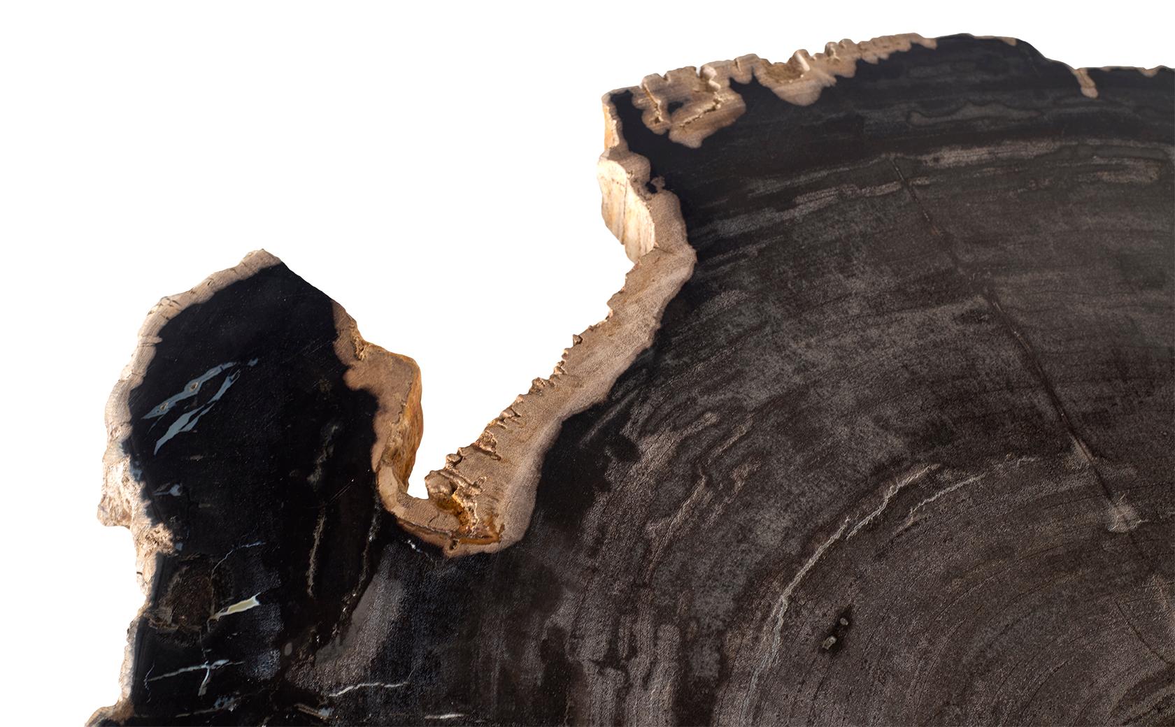 Petrified Wood Top on Free-Hand Ebonized Steel Base End Table For Sale 1