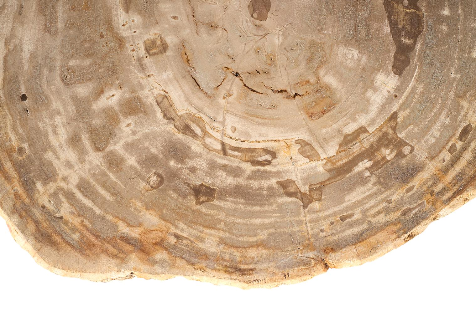 Petrified Wood Top on Free-Hand Ebonized Steel Base End Table For Sale 1