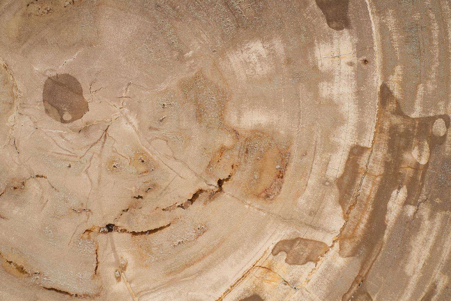 Petrified Wood Top on Free-Hand Ebonized Steel Base End Table For Sale 2