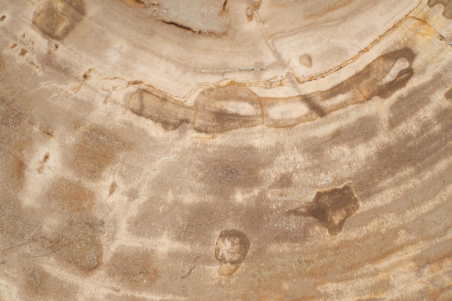 Petrified Wood Top on Free-Hand Ebonized Steel Base End Table For Sale 3