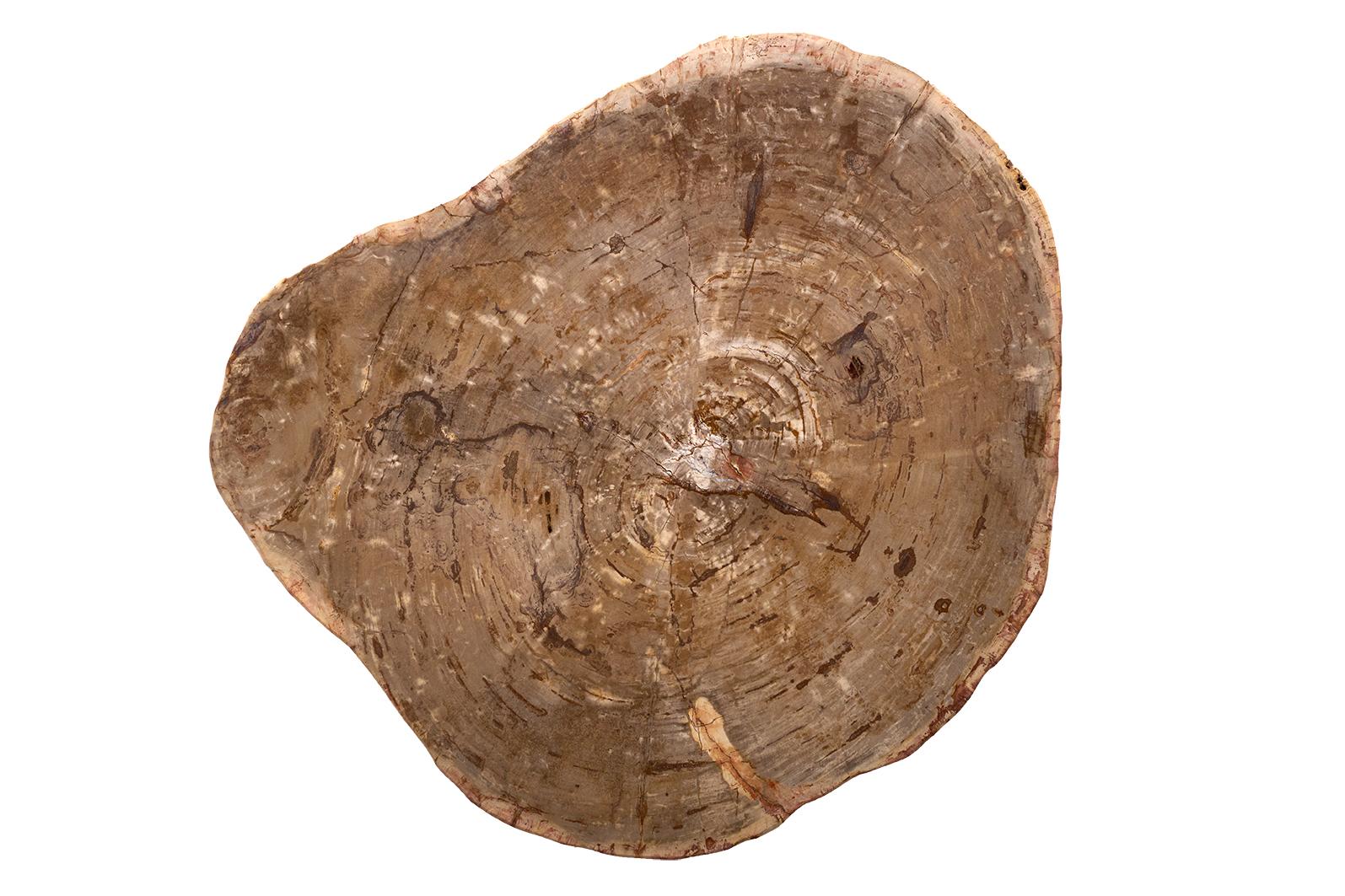 Table basse en bois pétrifié sur base en acier en vente 1