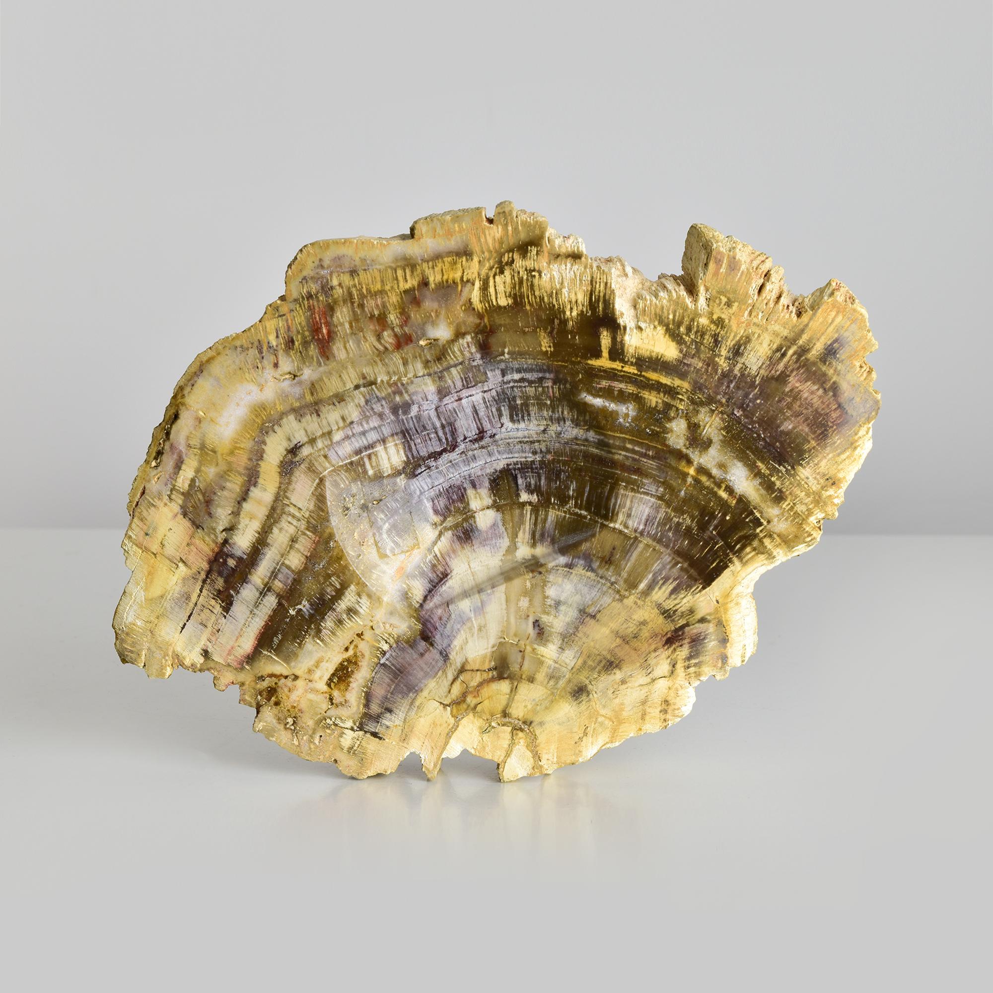 Plat à bibelots en Wood Wood pétrifié  Vide-poche unique en bois fossilisé, beauté naturelle Bon état - En vente à Bad Säckingen, DE
