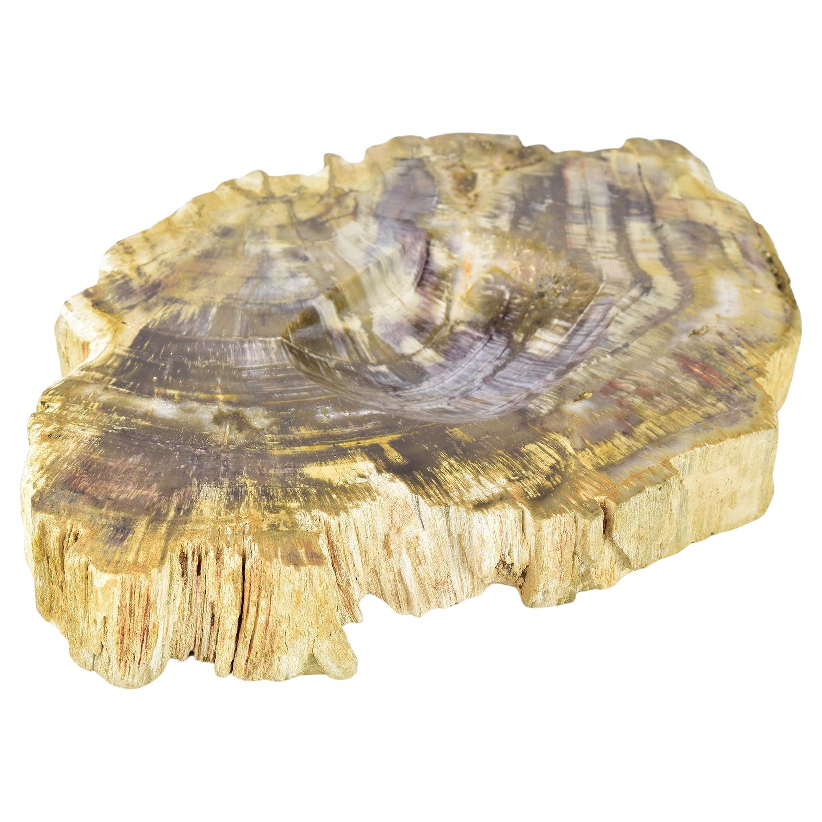 Petrified Wood Trinket Dish  Unique Fossilized Wood Vide Poche, Natural Beauty