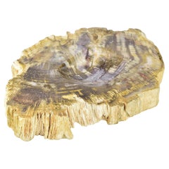 Petrified Wood Trinket Dish  Unique Fossilized Wood Vide Poche, Natural Beauty
