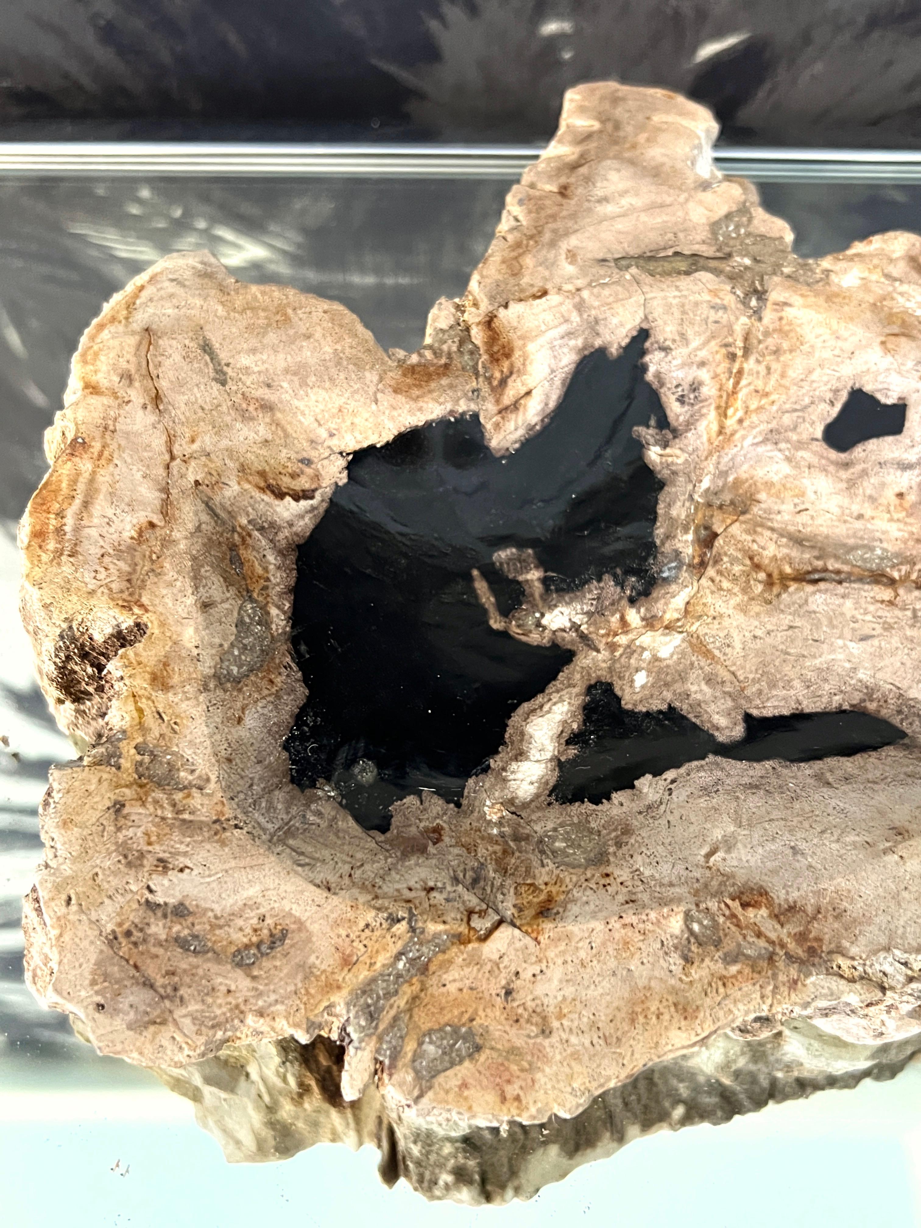 Petrified Wood Vide-Poche Decorative Bowl with Live Edge in Beige and Black 1