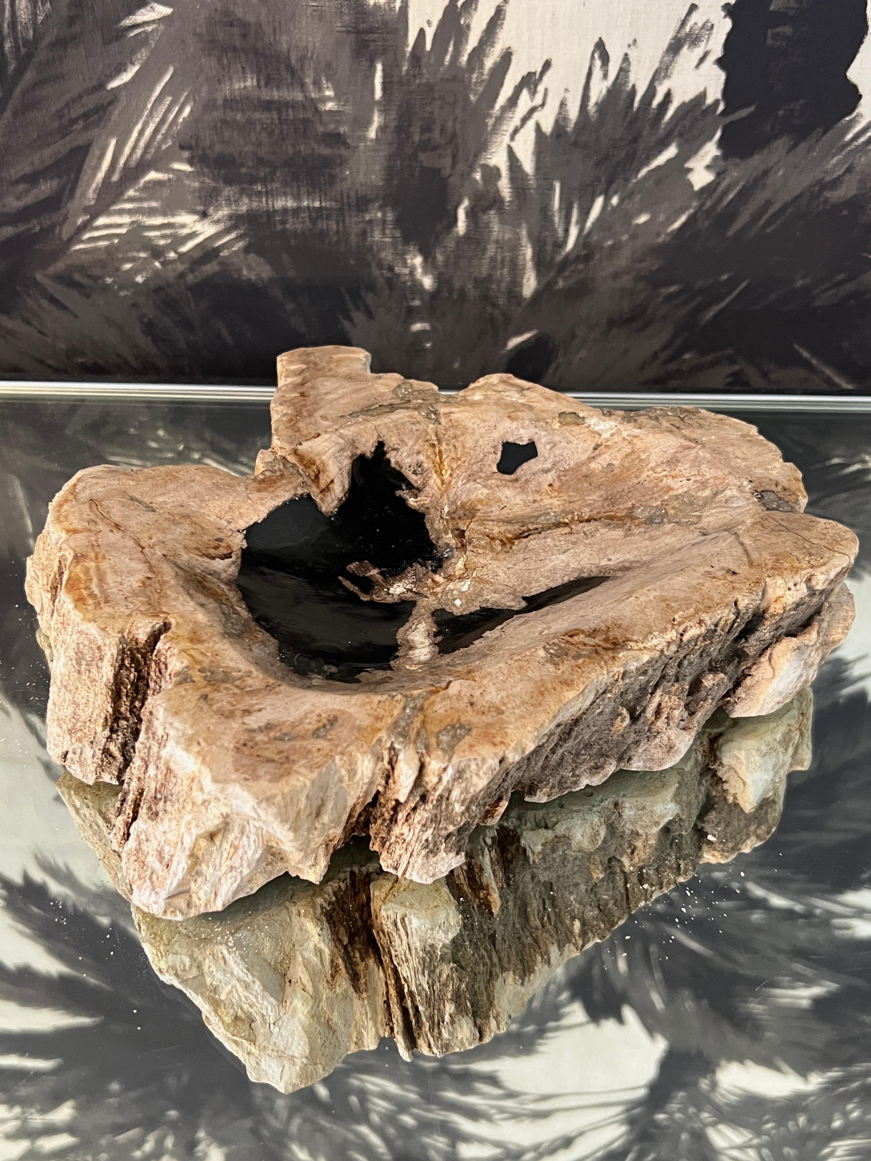 Organic Modern Petrified Wood Vide-Poche Decorative Bowl with Live Edge in Beige and Black