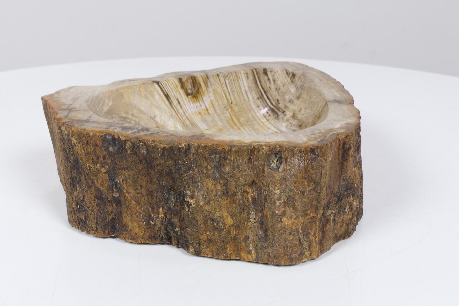 Organic Modern Petrified Wooden Bowl or Petit Basin, Object, Accessory of Organic Origin For Sale