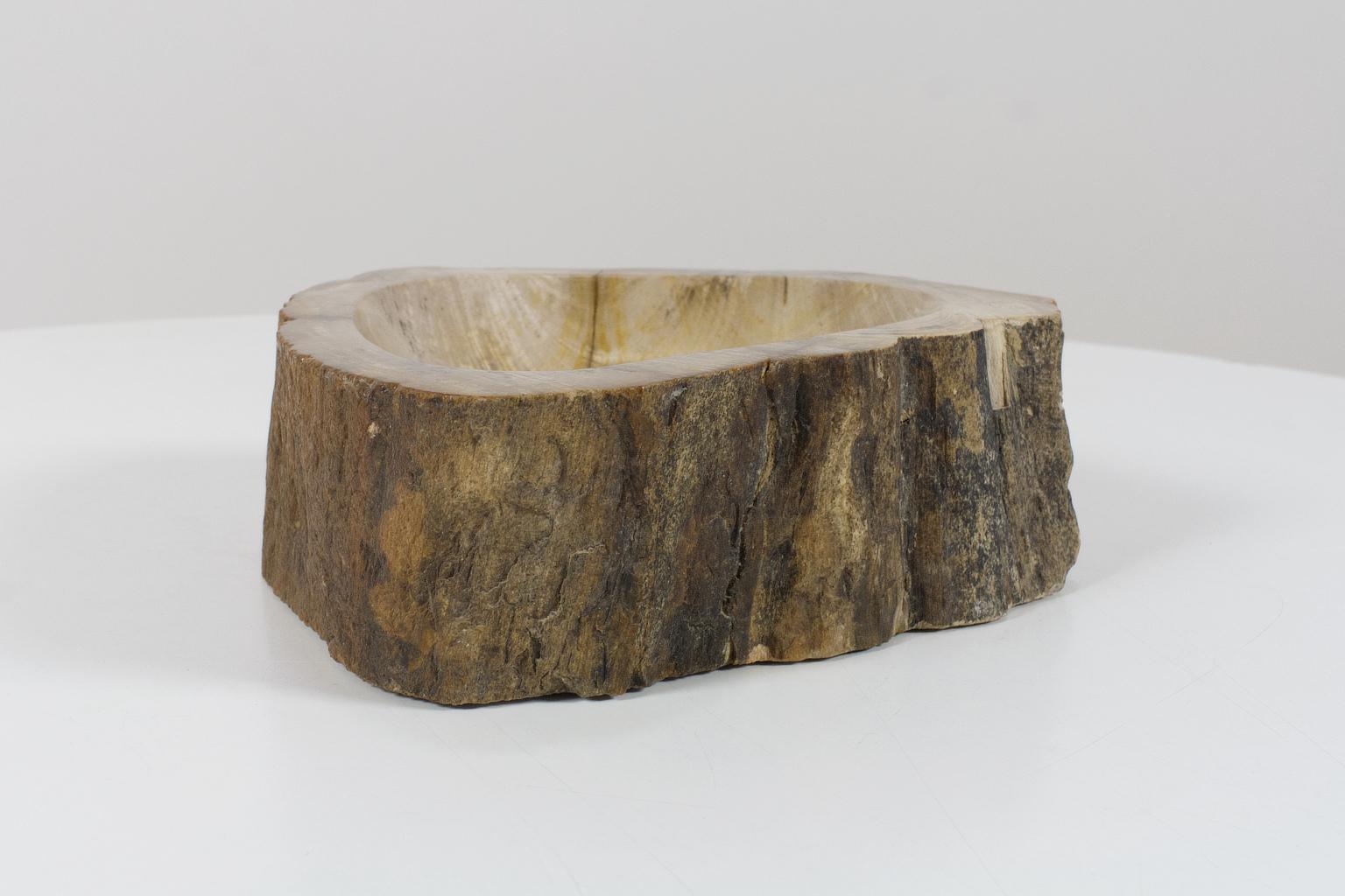 Organic Material Petrified Wooden Bowl or Petit Basin, Object, Accessory of Organic Origin For Sale