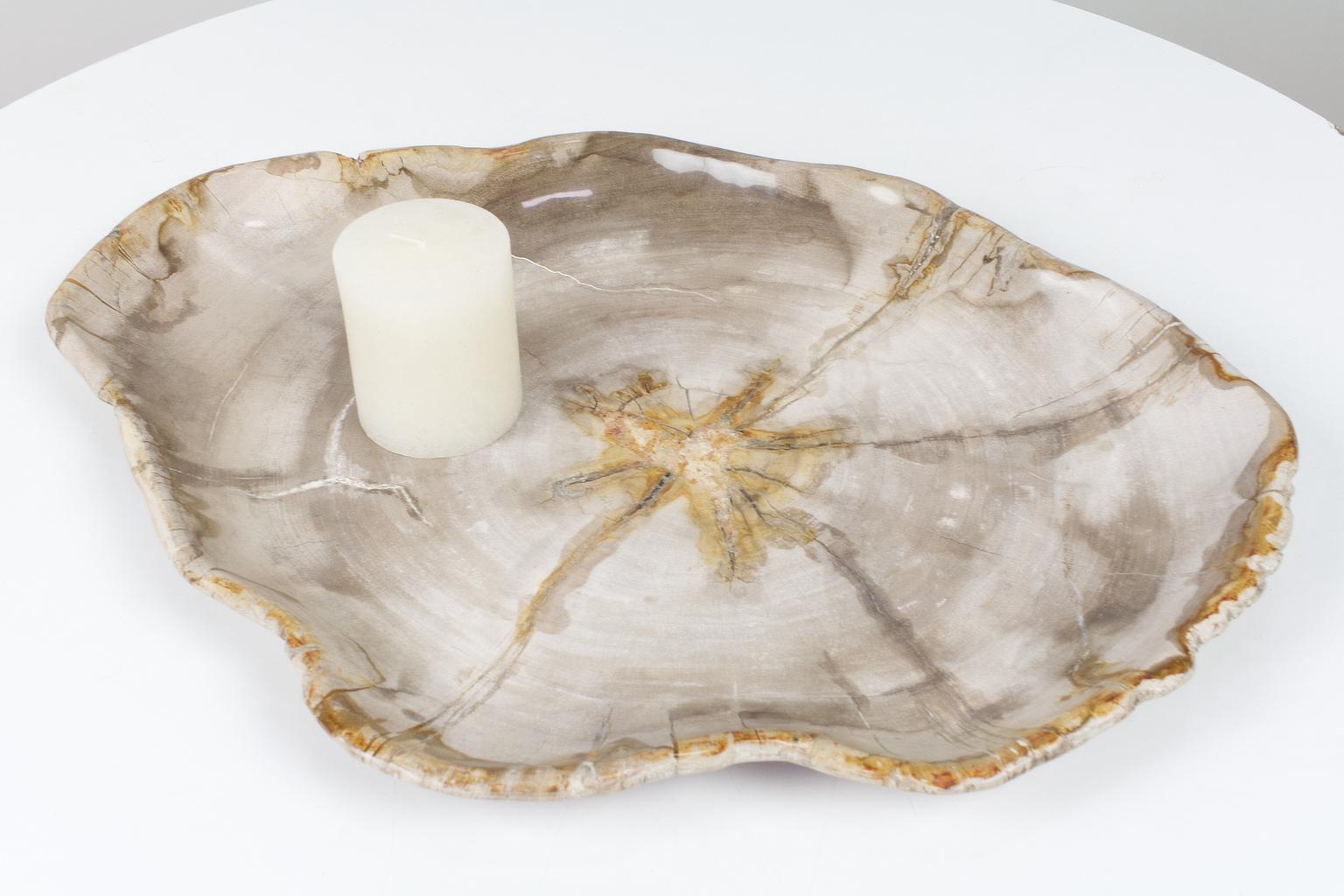 Smooth sanded (high glossy) petrified wooden plate, platter or accessory in beige tones. This ancient and unique object is of organic origin and has the original organic shape. The petrified wood is an end product of a mineralisation process (in