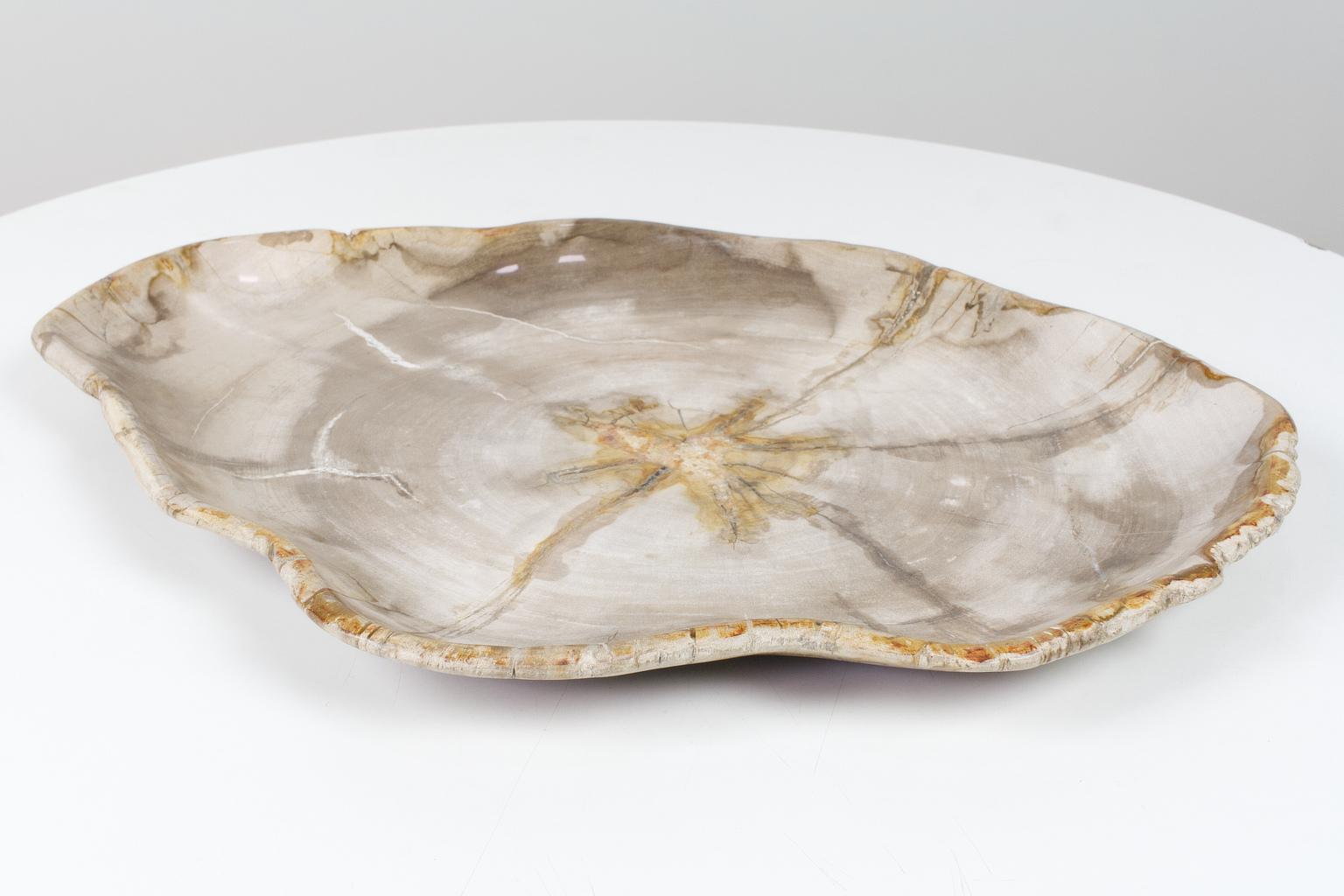 Petrified Wooden Large Plate in Beige Tones, Object or Accessory Organic Origin In Excellent Condition In Beek en Donk, NL