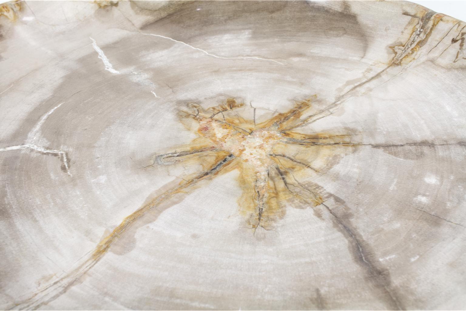 18th Century and Earlier Petrified Wooden Large Plate in Beige Tones, Object or Accessory Organic Origin