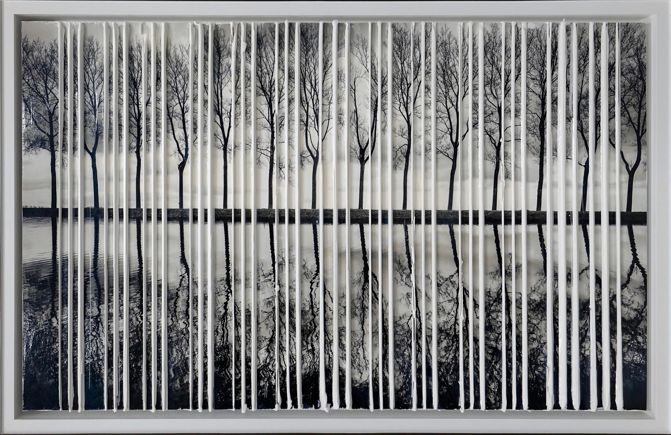 Foresta