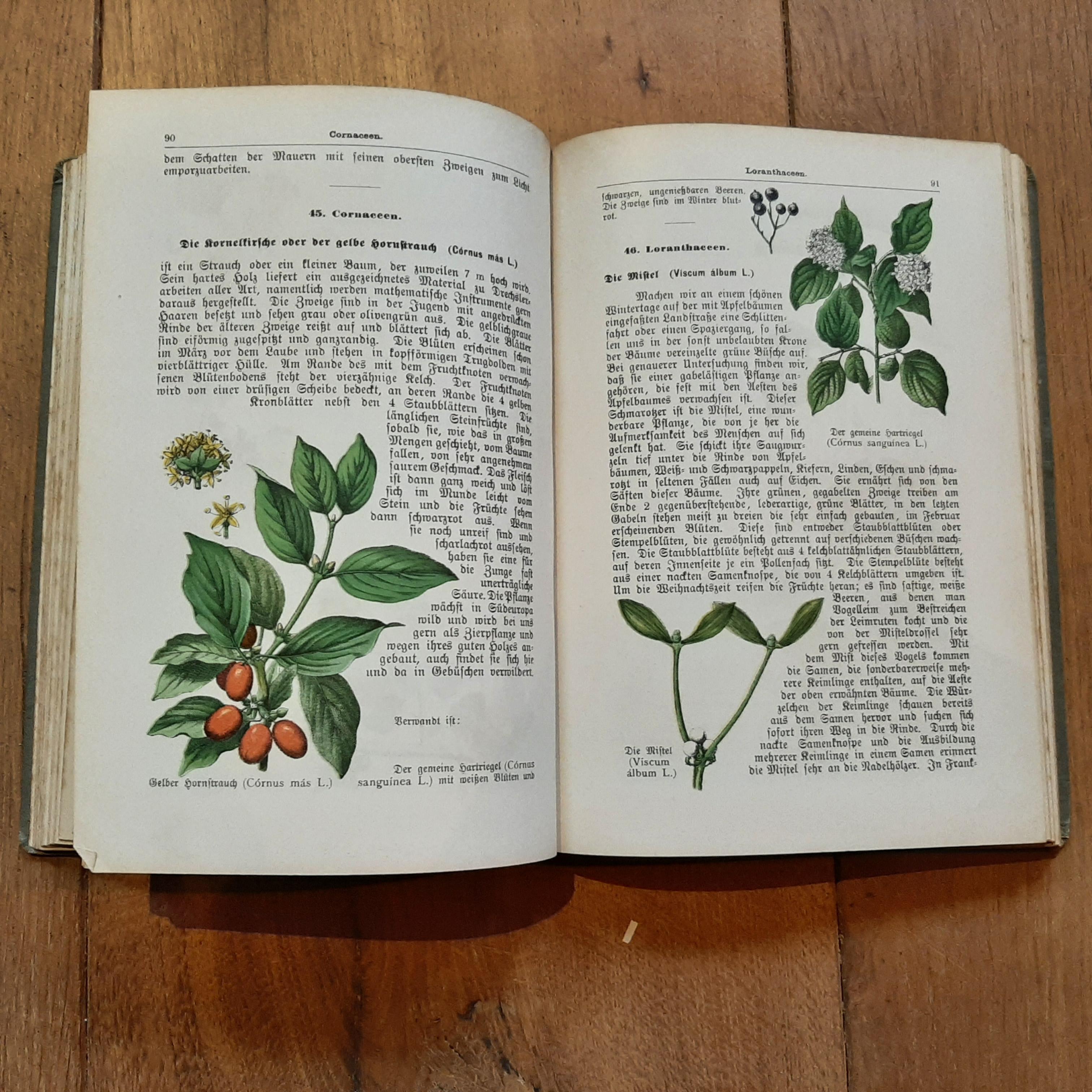 Pflanzenbuch mit Farbigen Bildern du Dr. Max Dalitzsch, 1897 Bon état - En vente à Langweer, NL