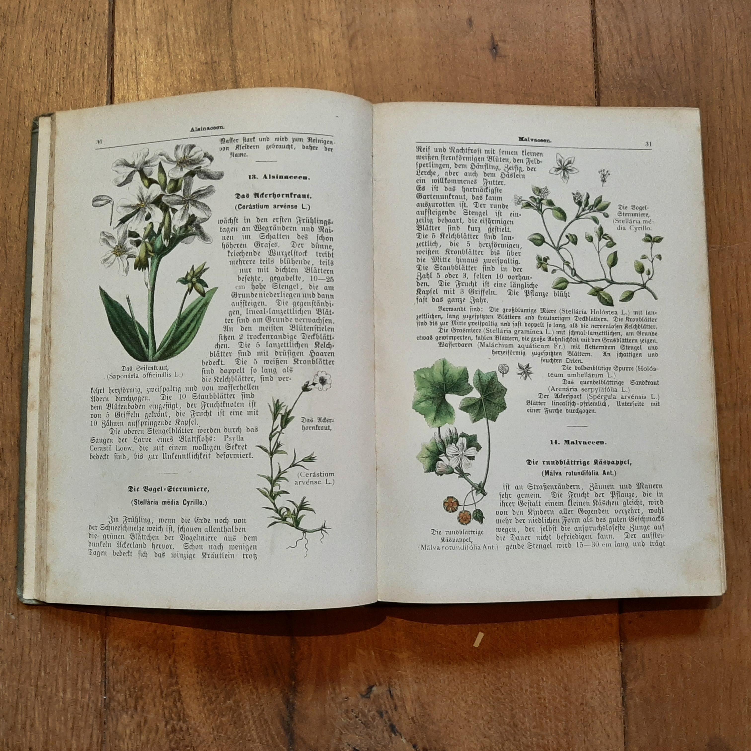 XIXe siècle Pflanzenbuch mit Farbigen Bildern du Dr. Max Dalitzsch, 1897 en vente