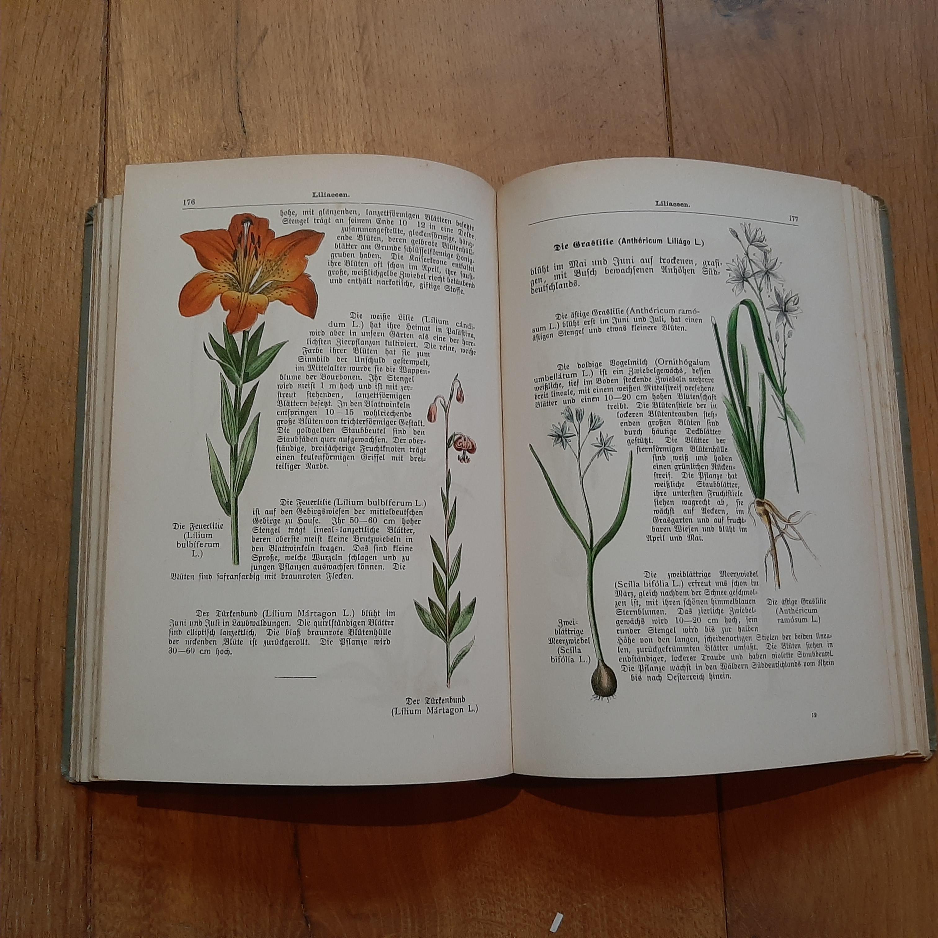 Papier Pflanzenbuch mit Farbigen Bildern du Dr. Max Dalitzsch, 1897 en vente