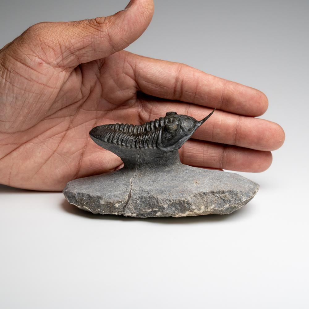 Phacopid (Morocconites Malladoides) Trilobite du Maroc 276.2 grammes en vente 4