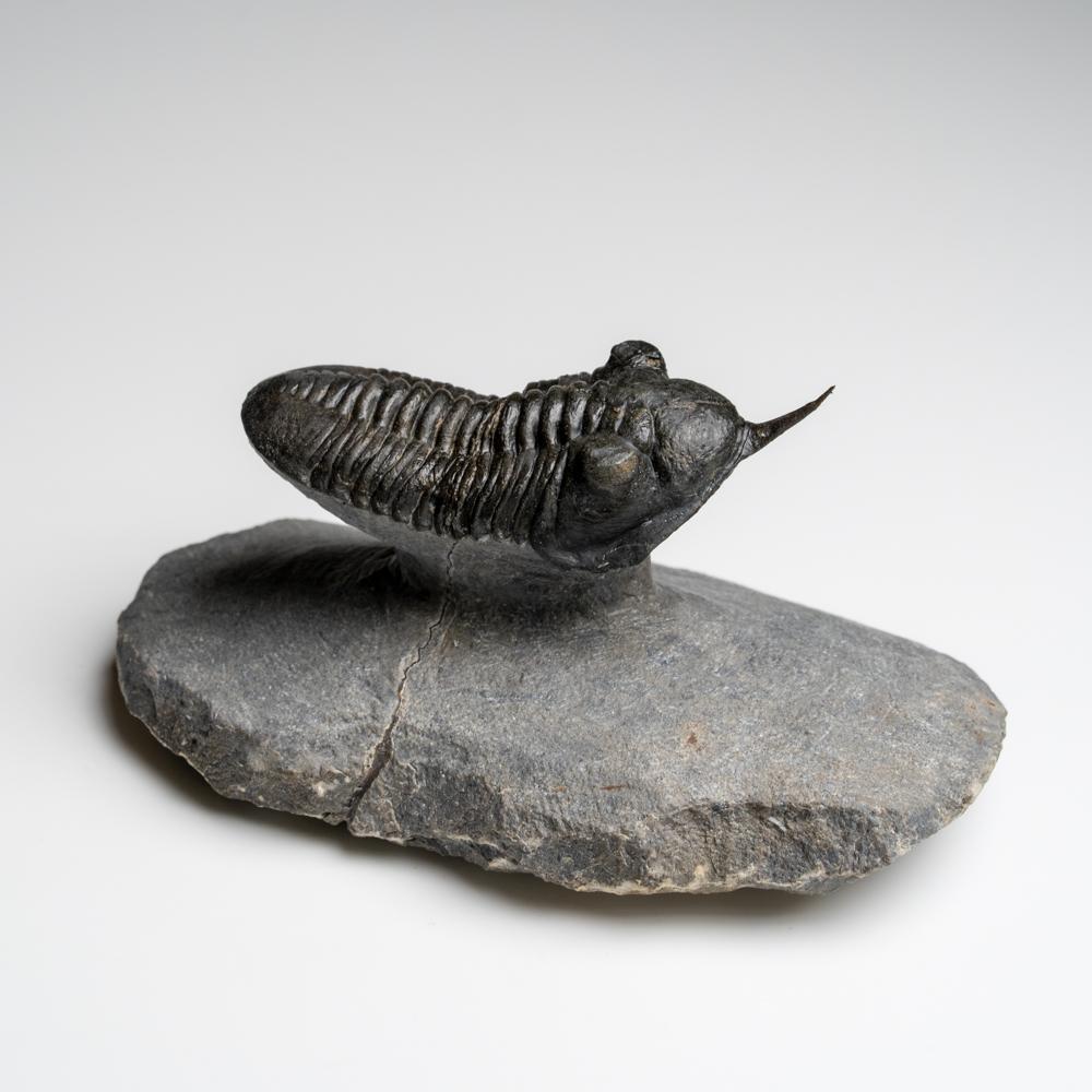 Voici l'une des espèces de trilobites les plus inhabituelles, un Morocconites malladoides du Dévonien du Maroc. Il fait partie des trilobites Phacopida et possède une caractéristique très caractéristique, un long rostre pointu (museau) sortant de sa