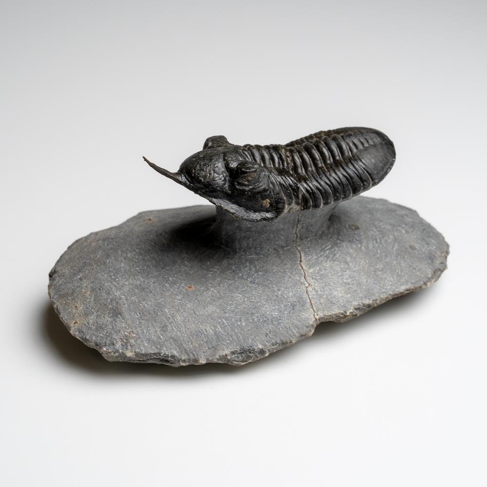 Marocain Phacopid (Morocconites Malladoides) Trilobite du Maroc 276.2 grammes en vente