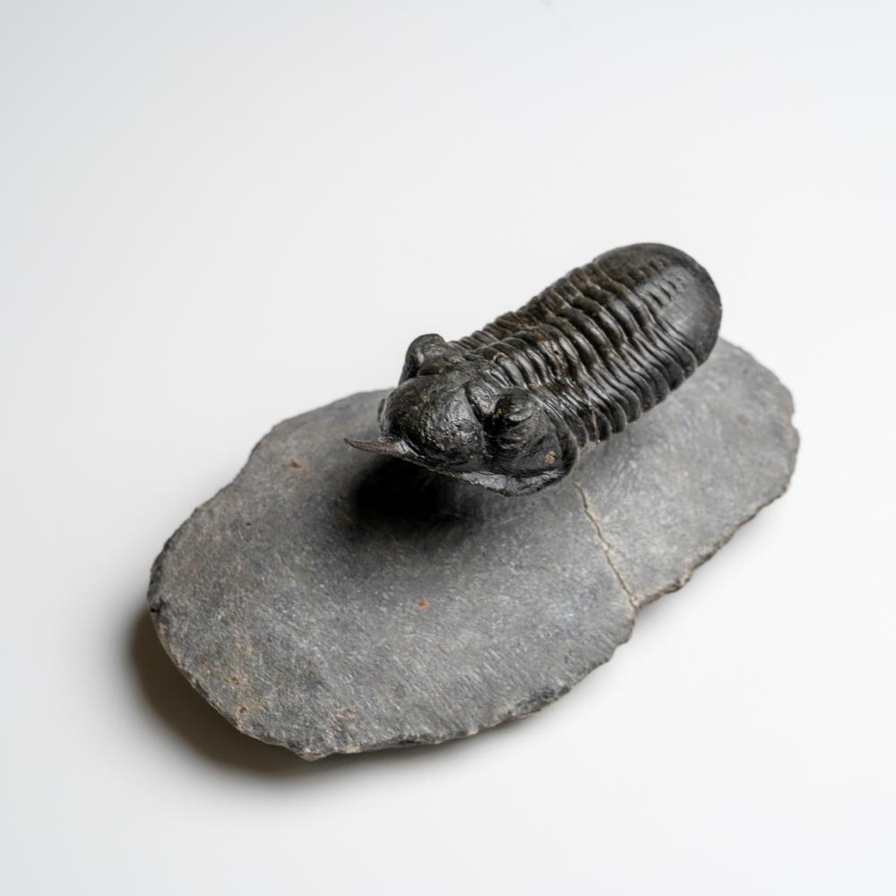 Phacopid (Morocconites Malladoides) Trilobite du Maroc 276.2 grammes Bon état - En vente à New York, NY