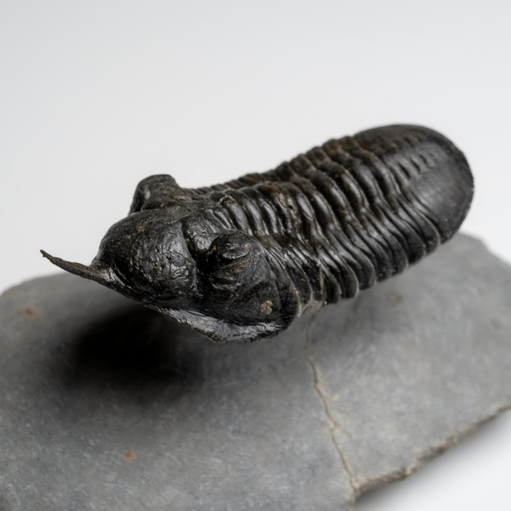 XVIIIe siècle et antérieur Phacopid (Morocconites Malladoides) Trilobite du Maroc 276.2 grammes en vente