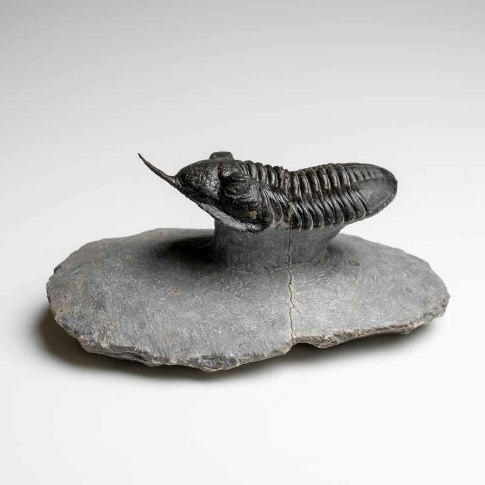 Autre Phacopid (Morocconites Malladoides) Trilobite du Maroc 276.2 grammes en vente