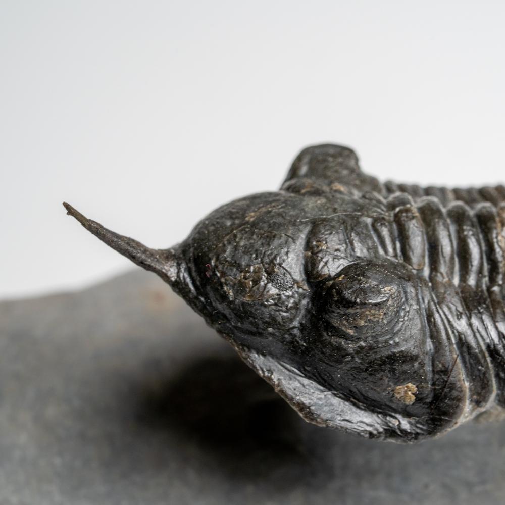 Phacopid (Morocconites Malladoides) Trilobite du Maroc 276.2 grammes en vente 2