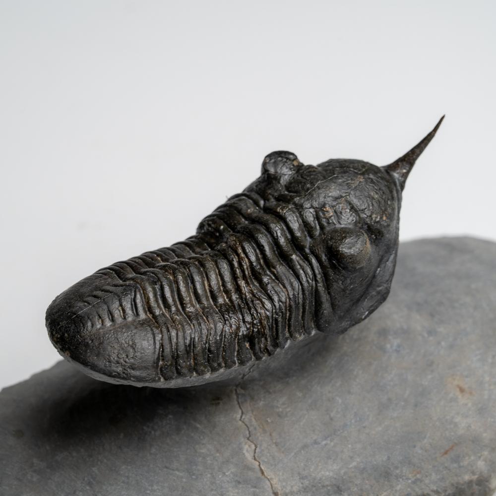 Phacopid (Morocconites Malladoides) Trilobite du Maroc 276.2 grammes en vente 3