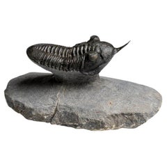 Facópido (Morocconites Malladoides) Trilobite de Marruecos (276,2 gramos)