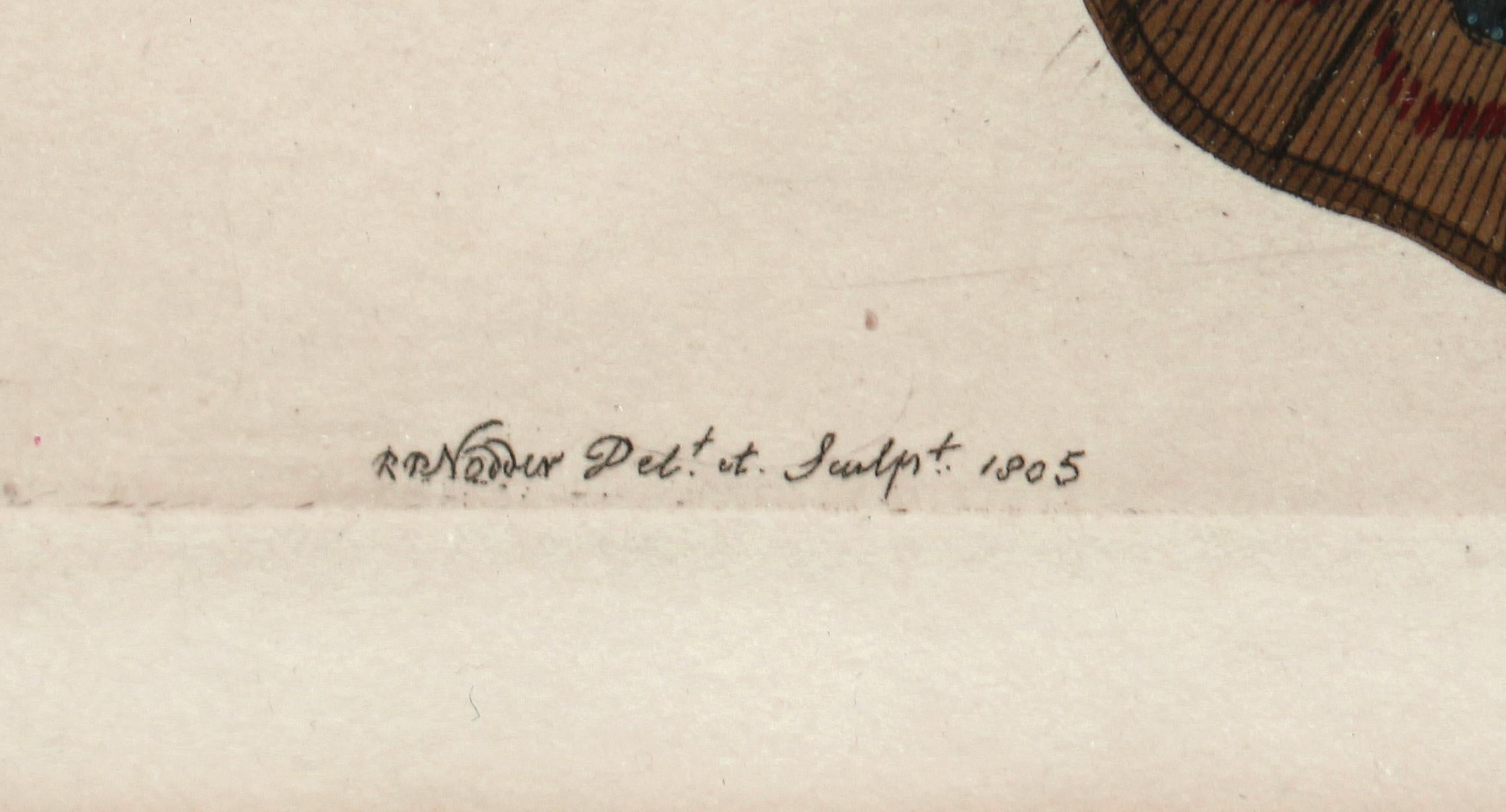 „Phalaena Sylla“-Gravur von Frederick Polydore Nodder (Sonstiges) im Angebot