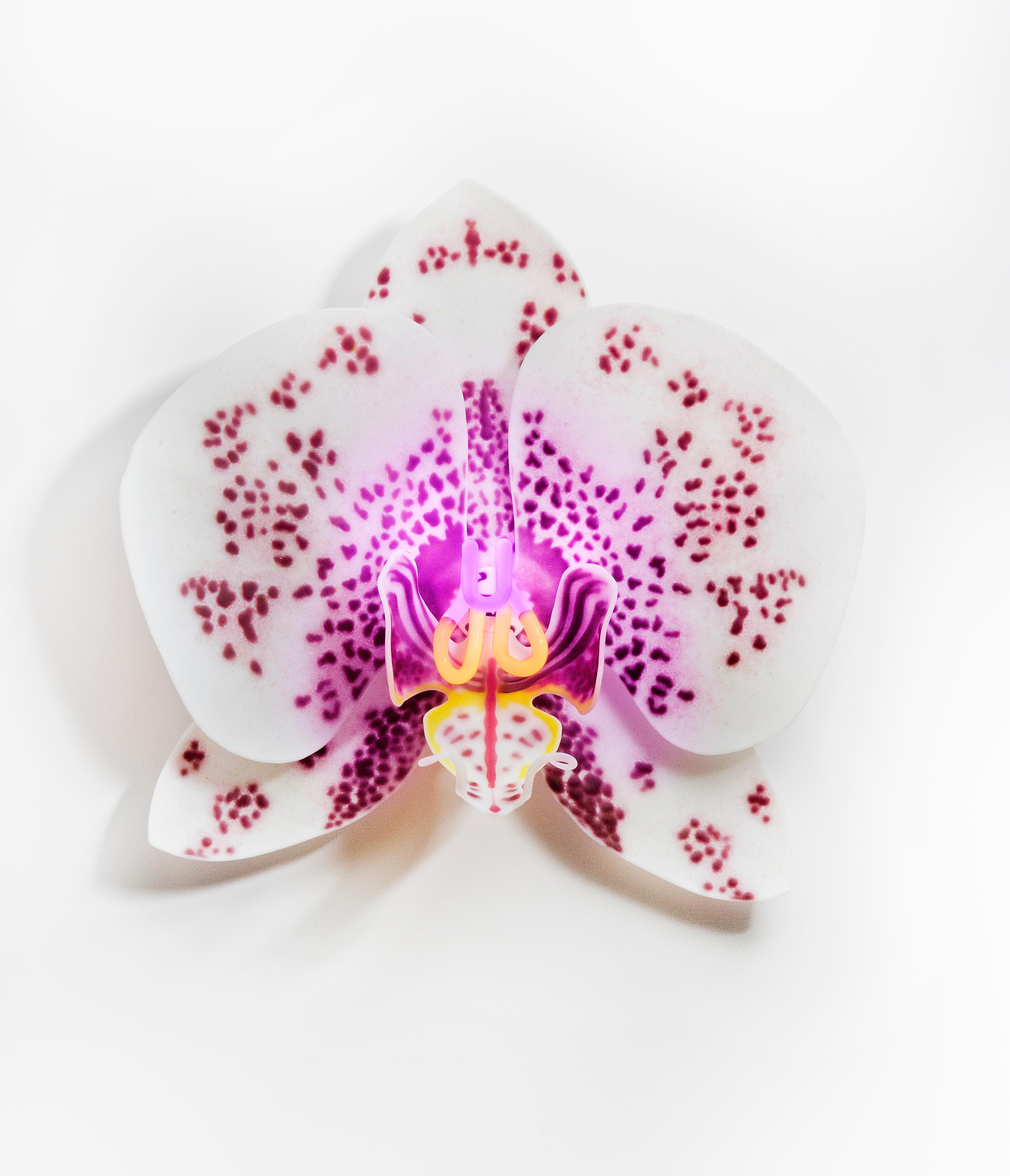 Orchis Exotica Phalaenopsis Appaloosa is a unique glass & neon sculptural wall mounted orchid by the British artist Laura Hart.

The Orchis Exotica Collection are created from 6 components/petals ( each hand made and fused & slumped glass) which fit
