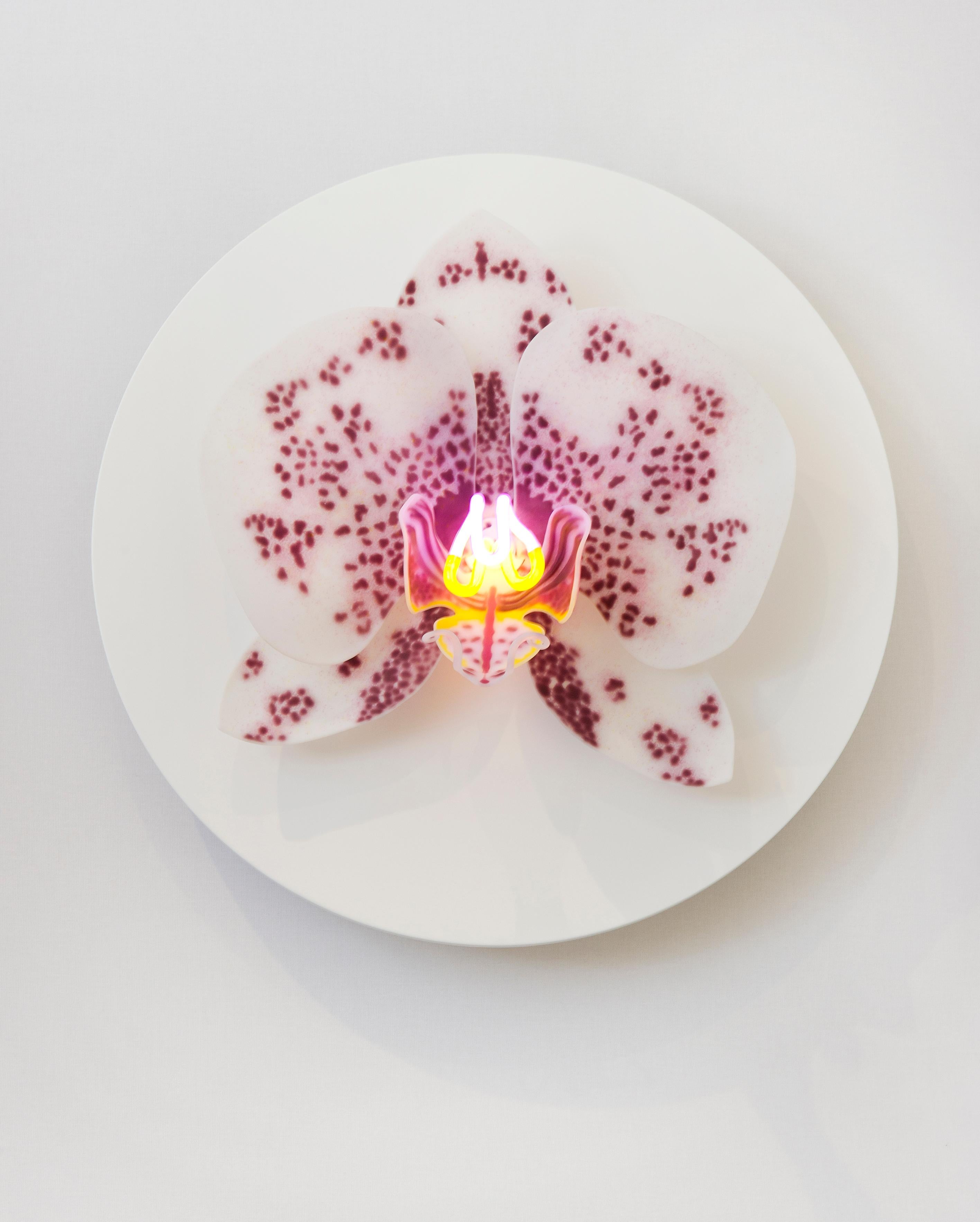 neon orchid
