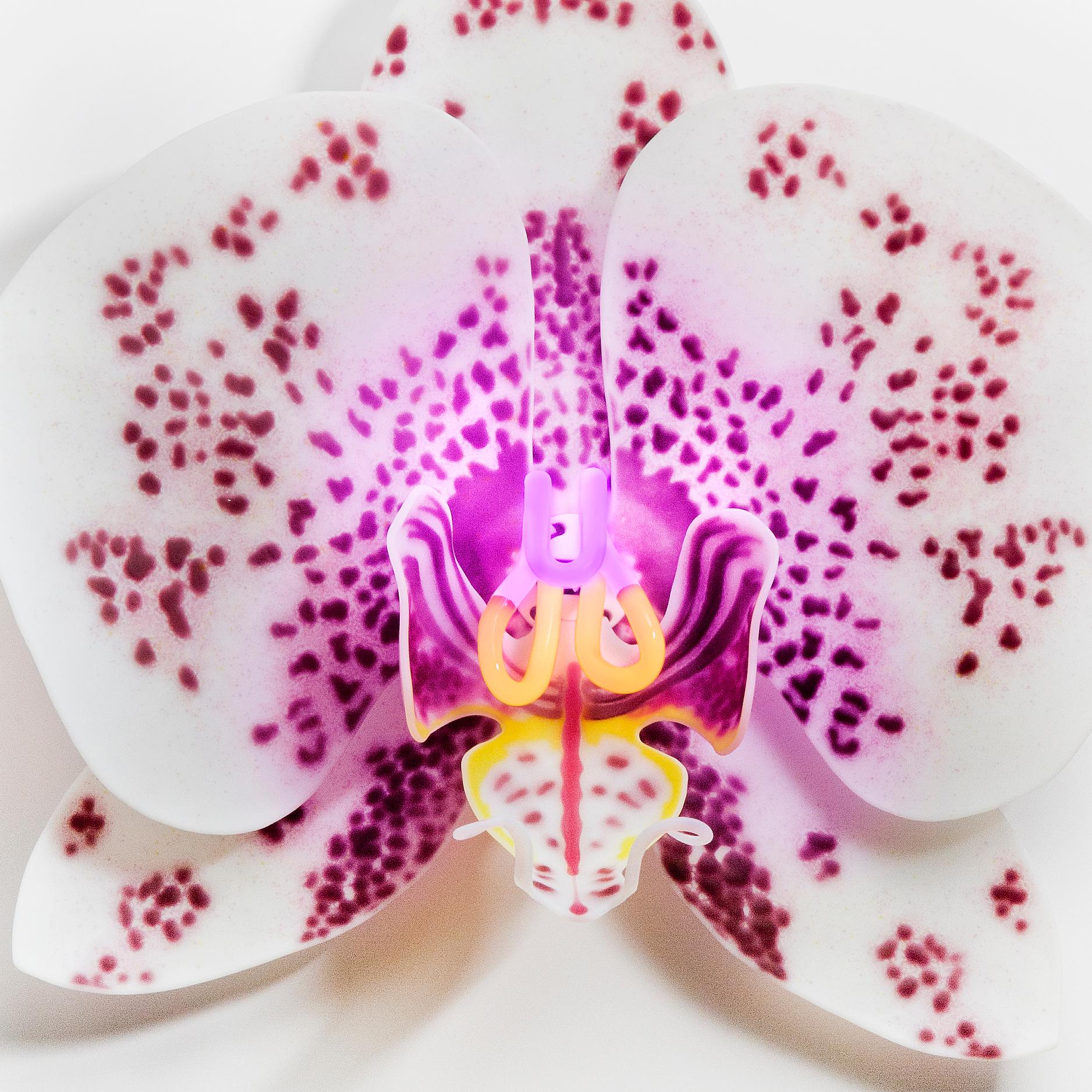 Organic Modern Phalaenopsis Appaloosa, a unique glass & neon sculptural orchid by Laura Hart