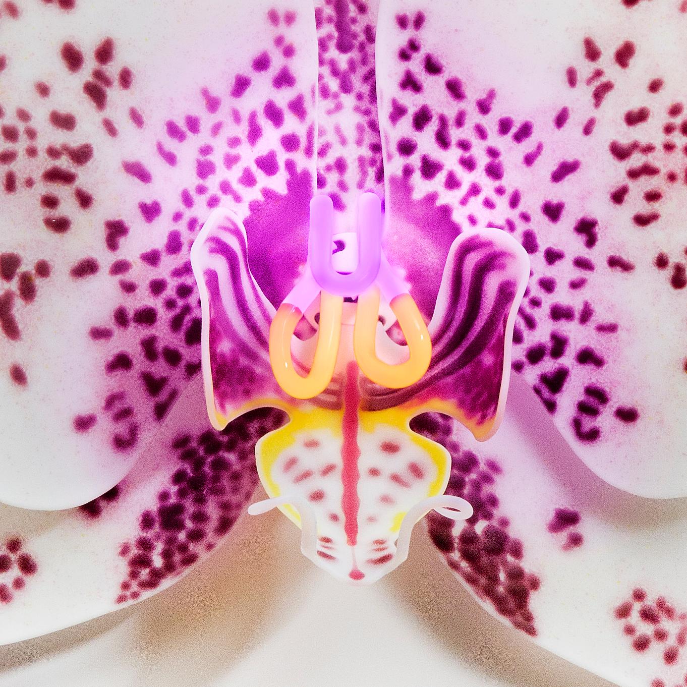 British Phalaenopsis Appaloosa, a unique glass & neon sculptural orchid by Laura Hart