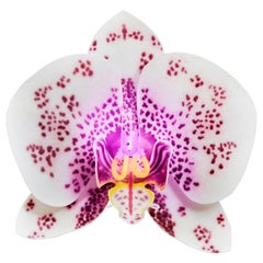 Phalaenopsis Appaloosa, a unique glass & neon sculptural orchid by Laura Hart
