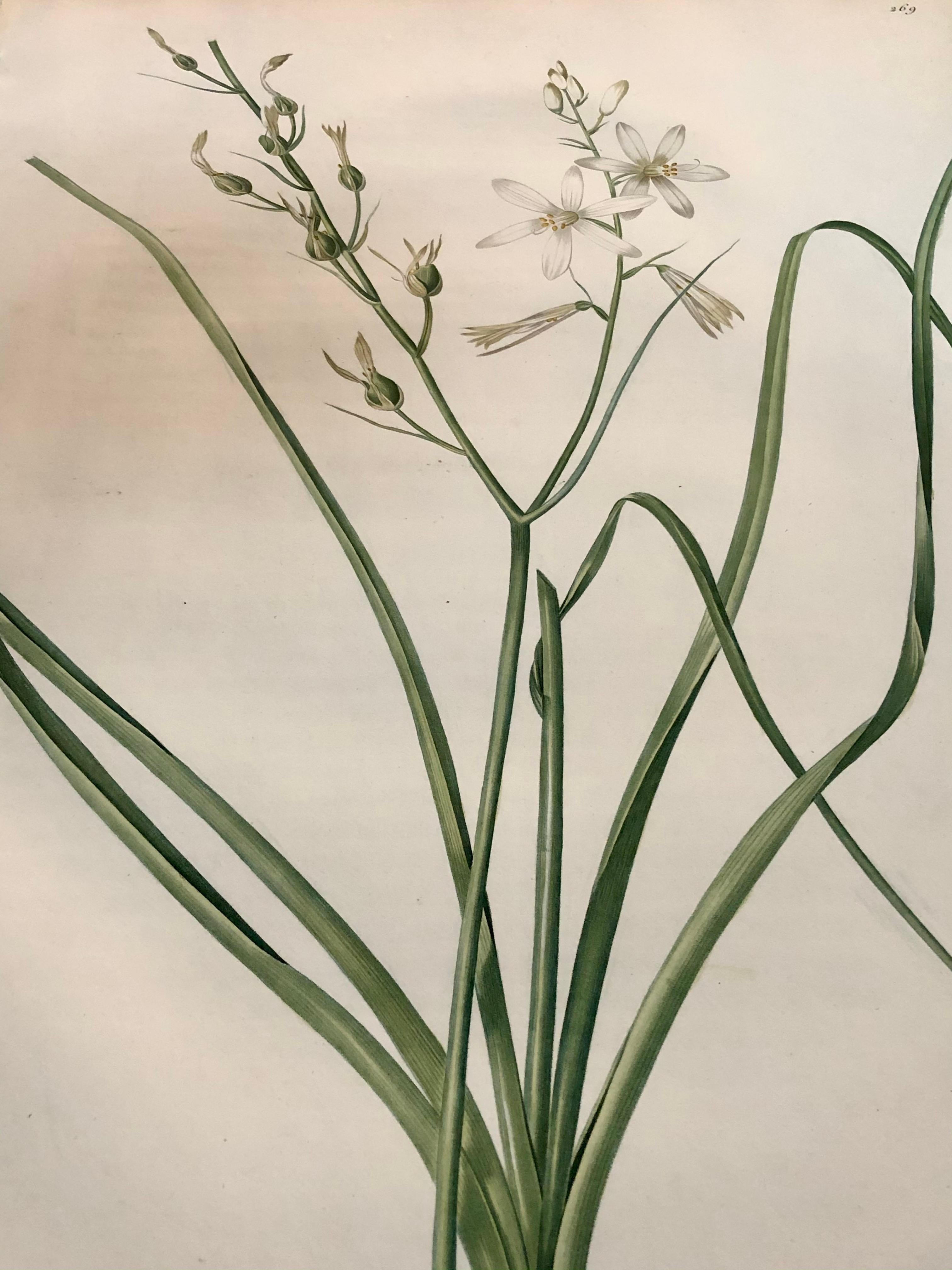 Phalangium Liliago Handkolorierte Gravur Signiert P.J. Redoute im Angebot 3