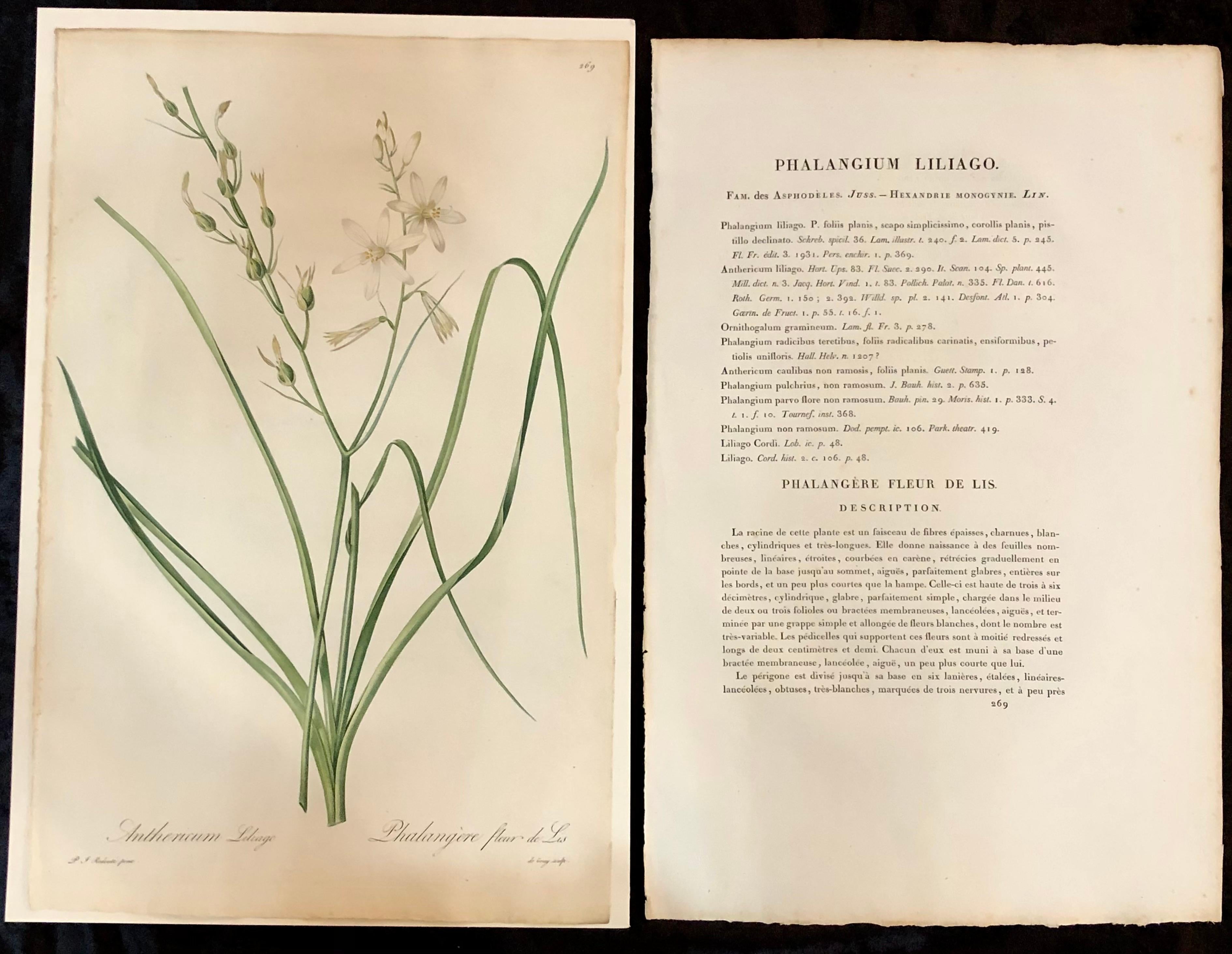 Phalangium Liliago hand colored engraving signed P.J. Redoute.
One of a set of large and impressive well painted set of nine floral works each having history and literature on reverse.
The highest peak of Redoute's artistic and botanical