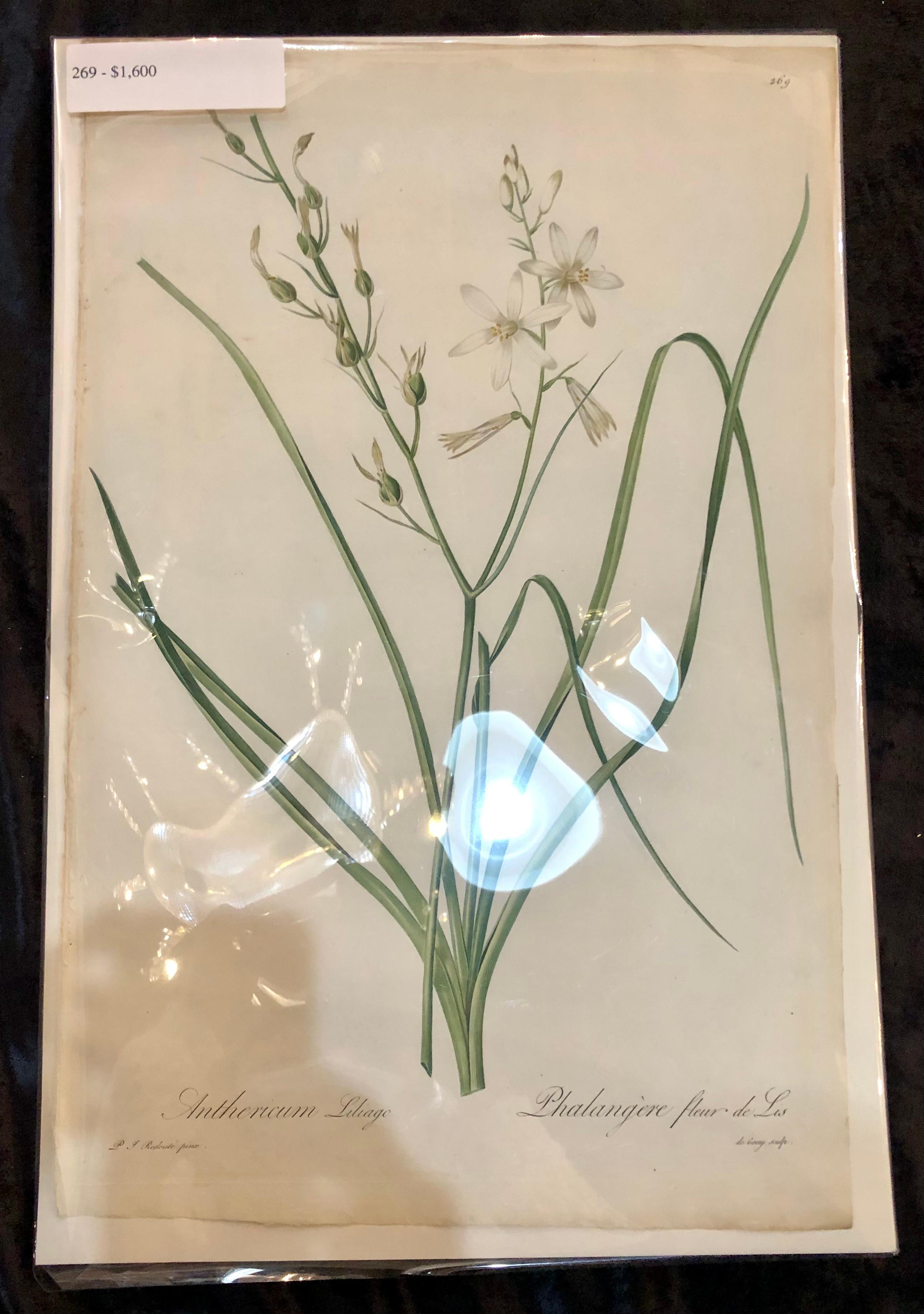 Minimalist Phalangium Liliago Hand Colored Engraving Signed P.J. Redoute For Sale