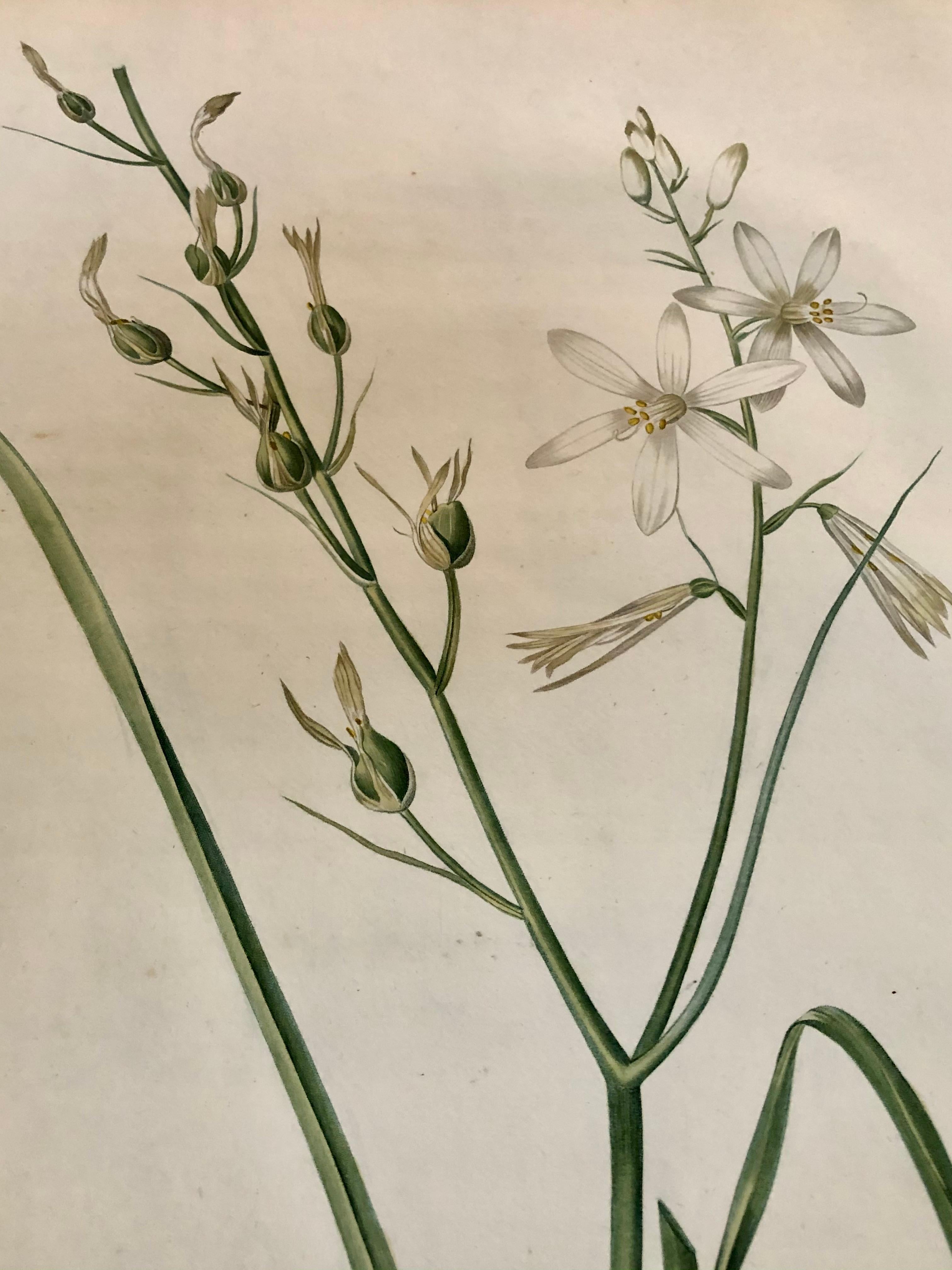 Phalangium Liliago Handkolorierte Gravur Signiert P.J. Redoute im Zustand „Gut“ im Angebot in Manhasset, NY