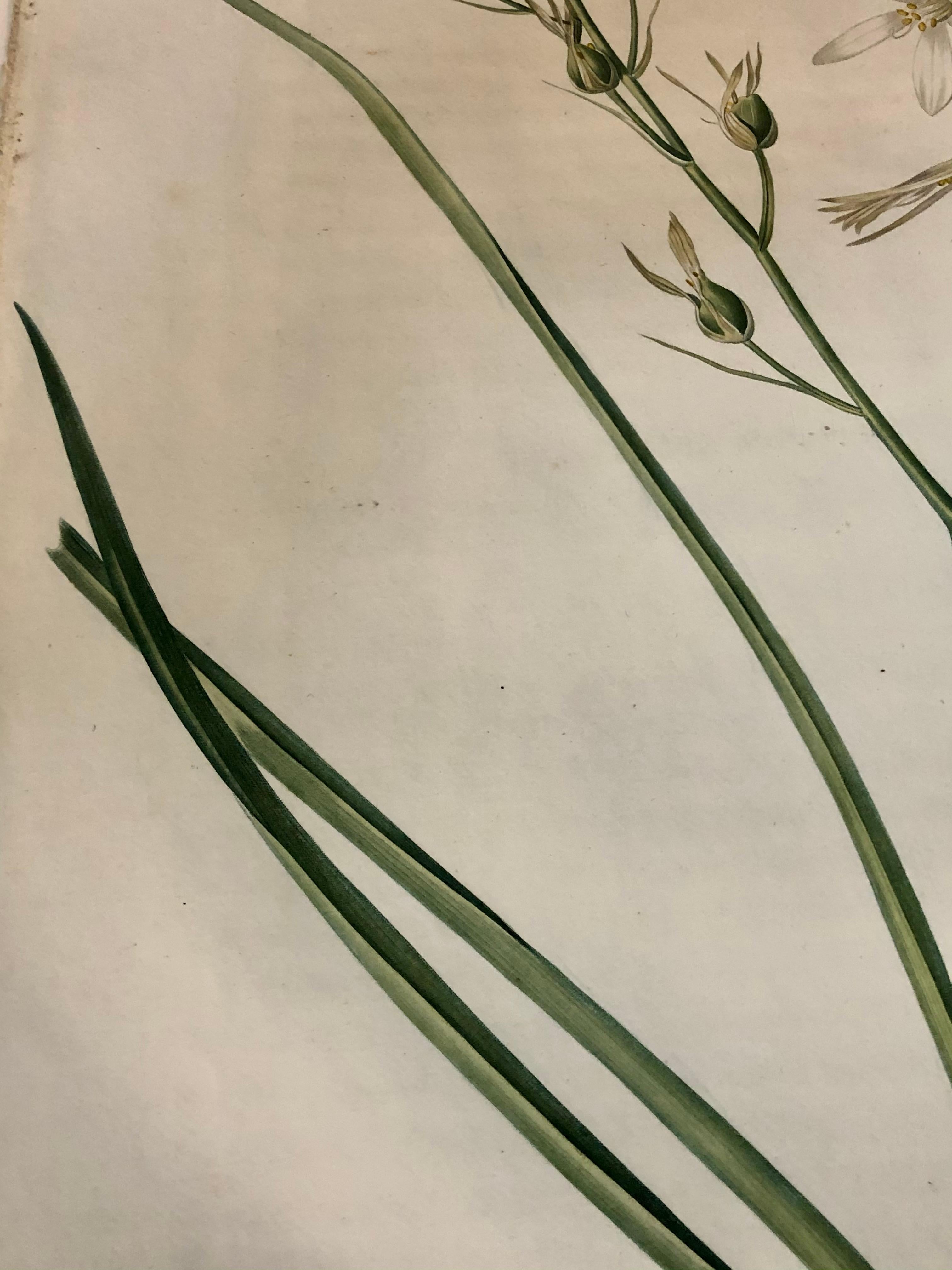 Phalangium Liliago Handkolorierte Gravur Signiert P.J. Redoute (Papier) im Angebot