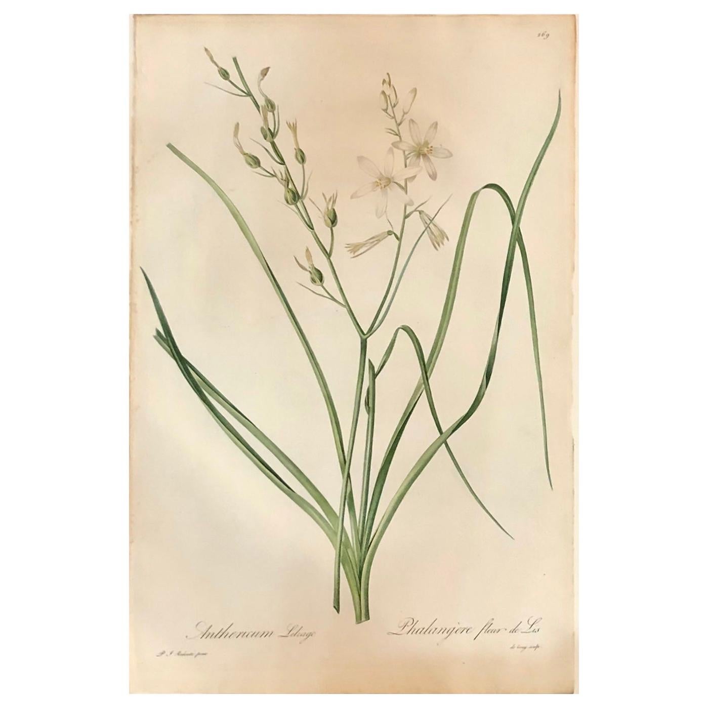 Phalangium Liliago Hand Colored Engraving Signed P.J. Redoute For Sale