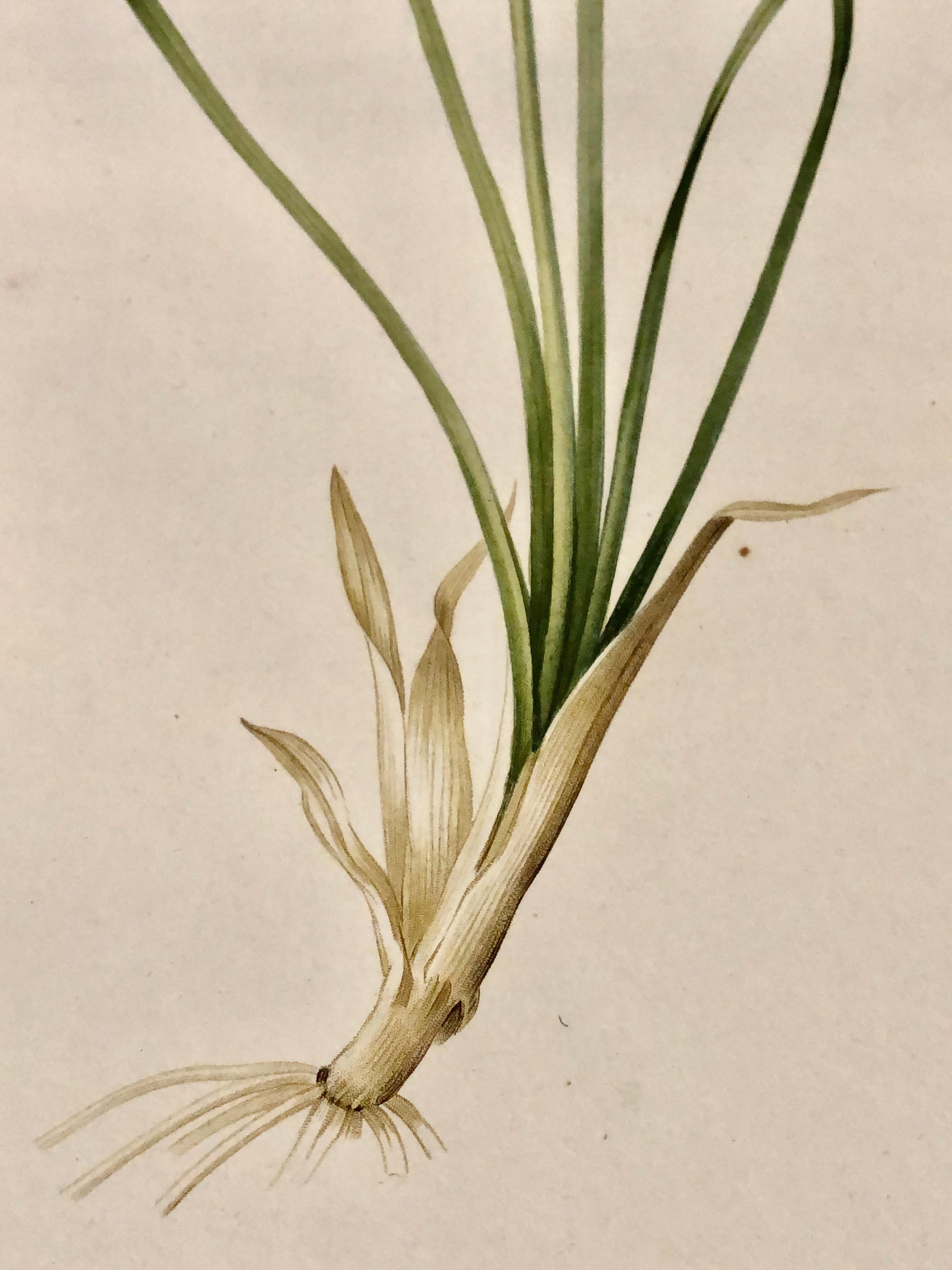 Phalangium Liliastrum Incisione colorata dipinta a mano firmata P & A. Redoute in vendita 3